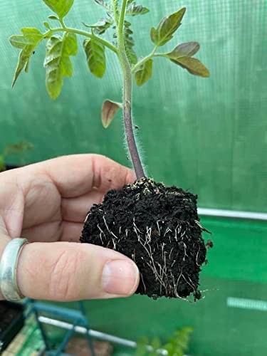 Ladbrooke Genuine Soil Block Maker - Mini 5 Handheld Soil Blocker for Seed Starting, Gardening Tools, Made in England | Perfect for Home Gardeners, Greenhouses & Organic Farming