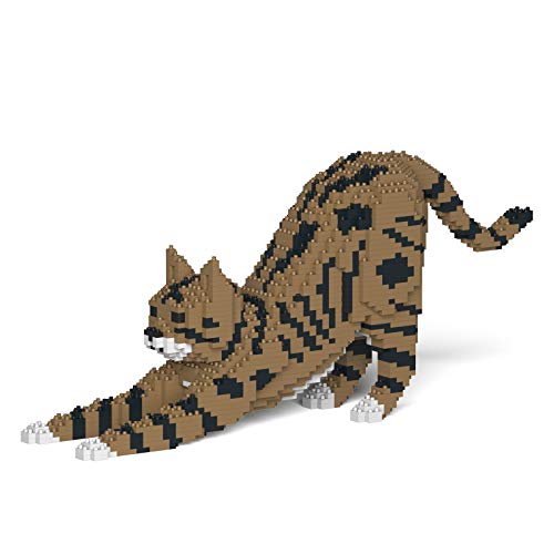 Brown Tabby