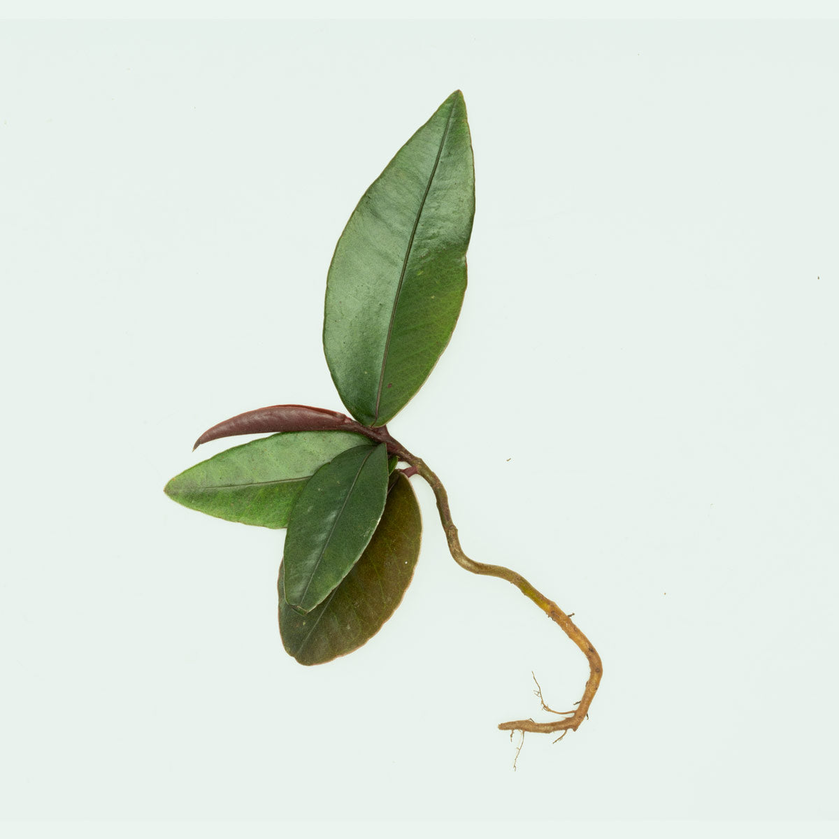 Ardisia Pink Lips - Beautiful Tropical Houseplant for Home & Office Decor - Perfect for Indoor Gardens, Gift Giving, and Adding a Pop of Color