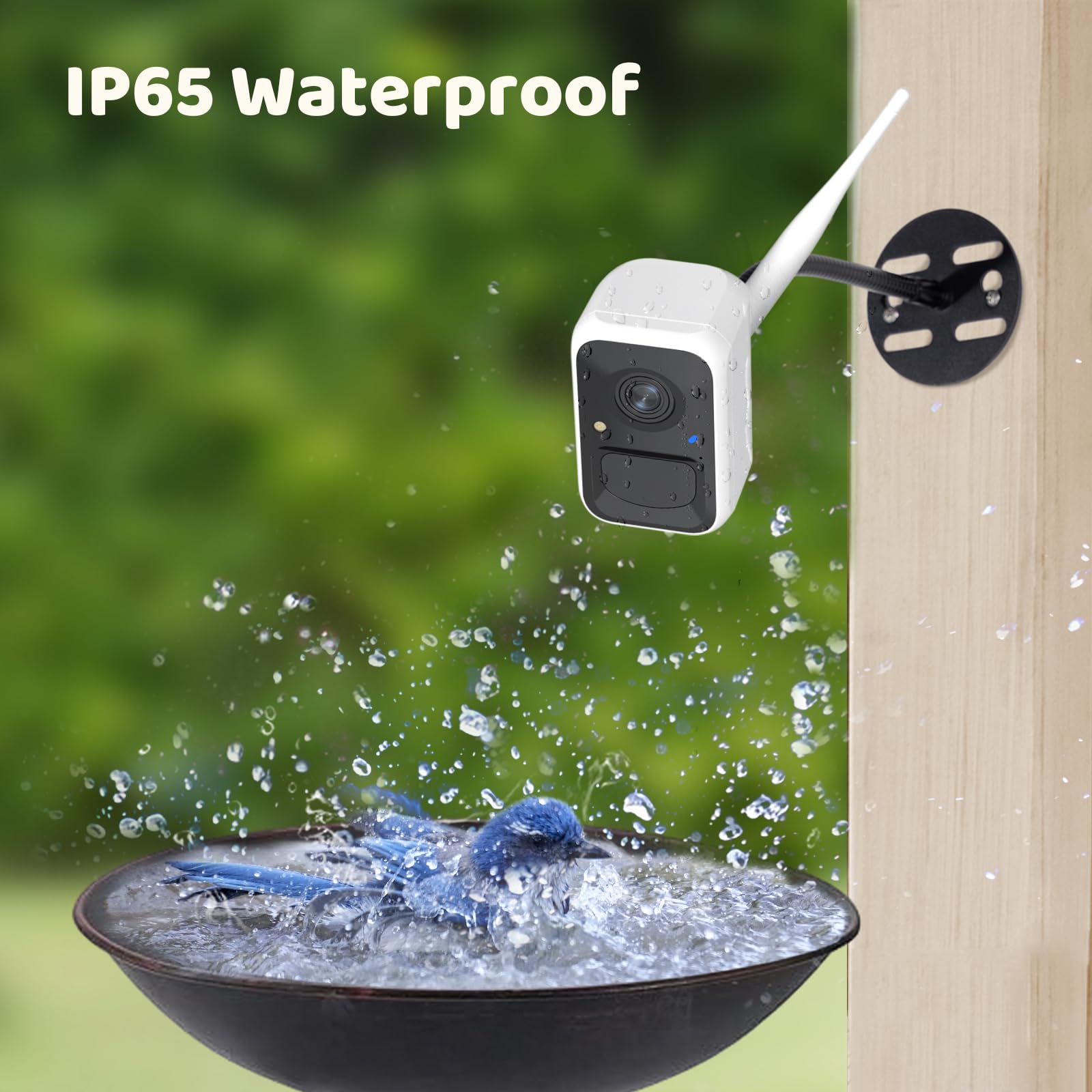 NETVUE by Birdfy Smart Bird Feeder Camera with AI - Auto Bird Video Capture, 6000+ Species Identification, Adjustable Brackets & Instant Notifications - Perfect for Backyard Bird Watching & Wildlife Monitoring