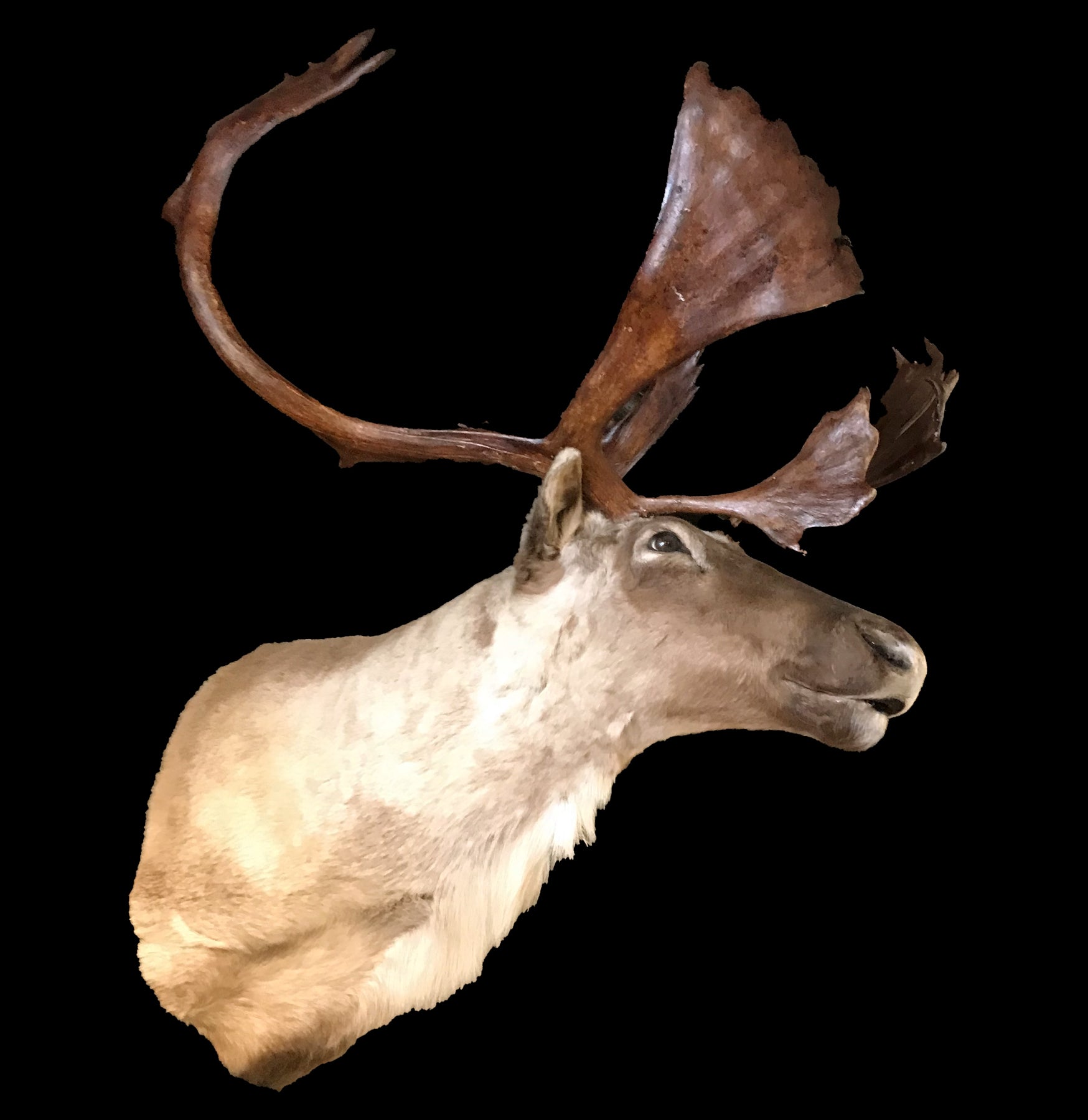 Premium Caribou Taxidermy Mount - Realistic Wall Decor for Hunting Lodge & Cabin - Perfect for Rustic Home, Office, or Man Cave Display