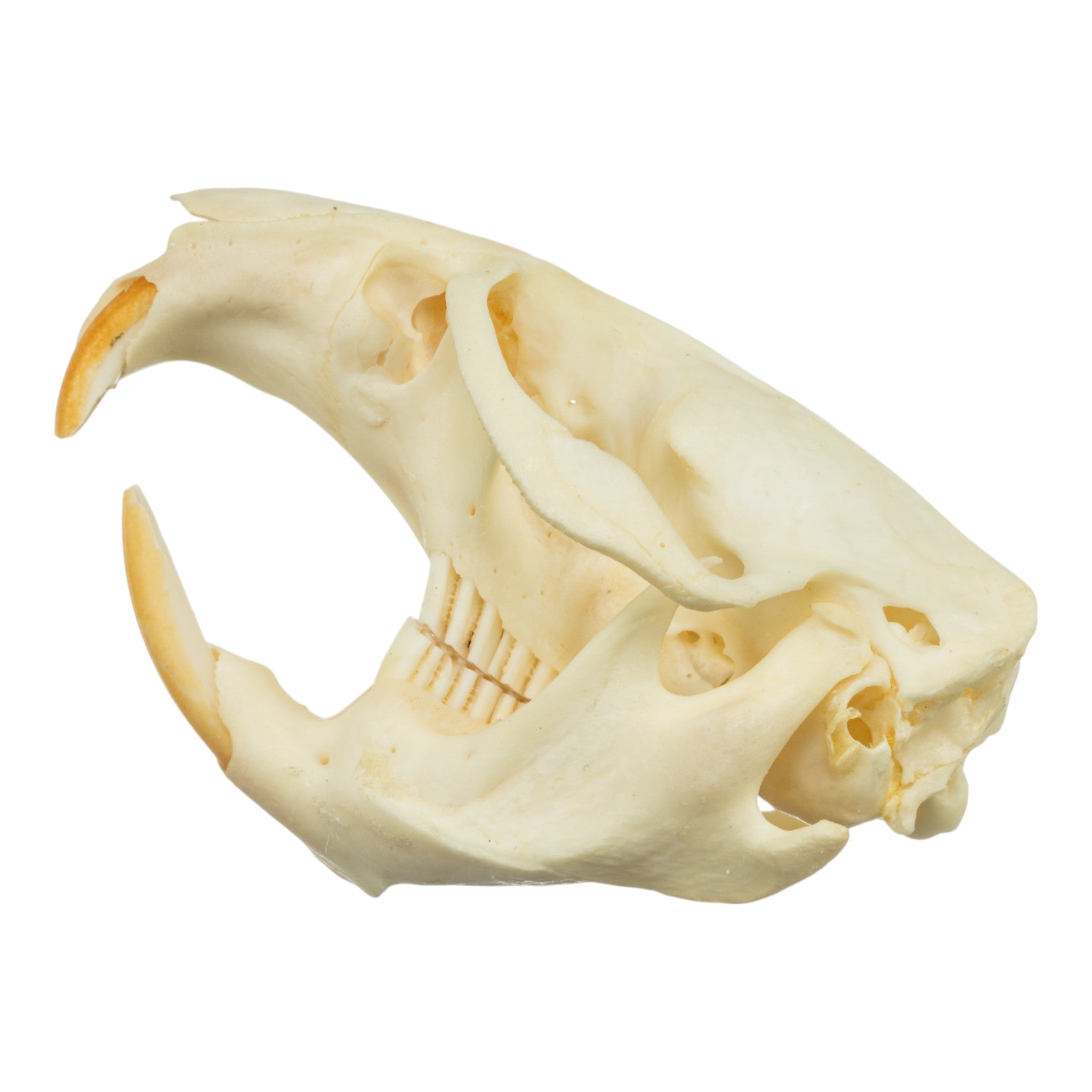 Authentic Muskrat Skull - Real Animal Skull Specimen for Taxidermy, Science Education & Oddity Collectors - Perfect for Halloween Decor, Gothic Display & Biology Studies