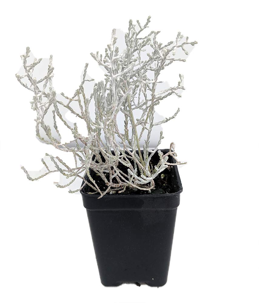 Leucophyta Brownii Cushion Bush - 2.5