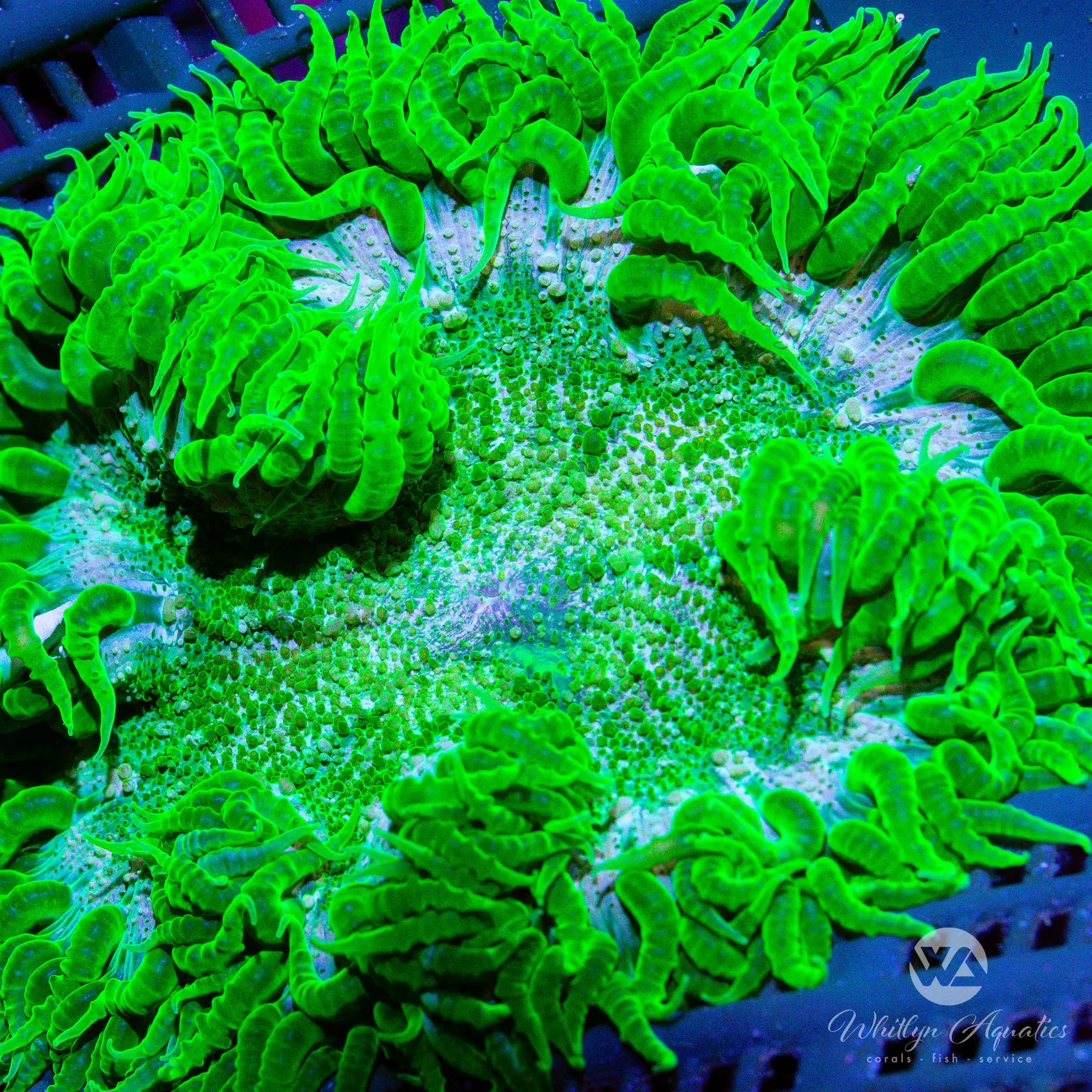 XL Rock Flower Anemone Coral for Saltwater Aquarium - A41 WYSIWYG Live Coral for Reef Tanks - Perfect for Nano Tanks, Coral Propagation, and Marine Aquascaping