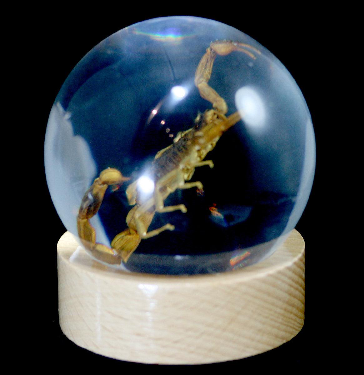 Brown Scorpion Specimen in Glass Globe - Unique Home Decor & Educational Display for Nature Enthusiasts