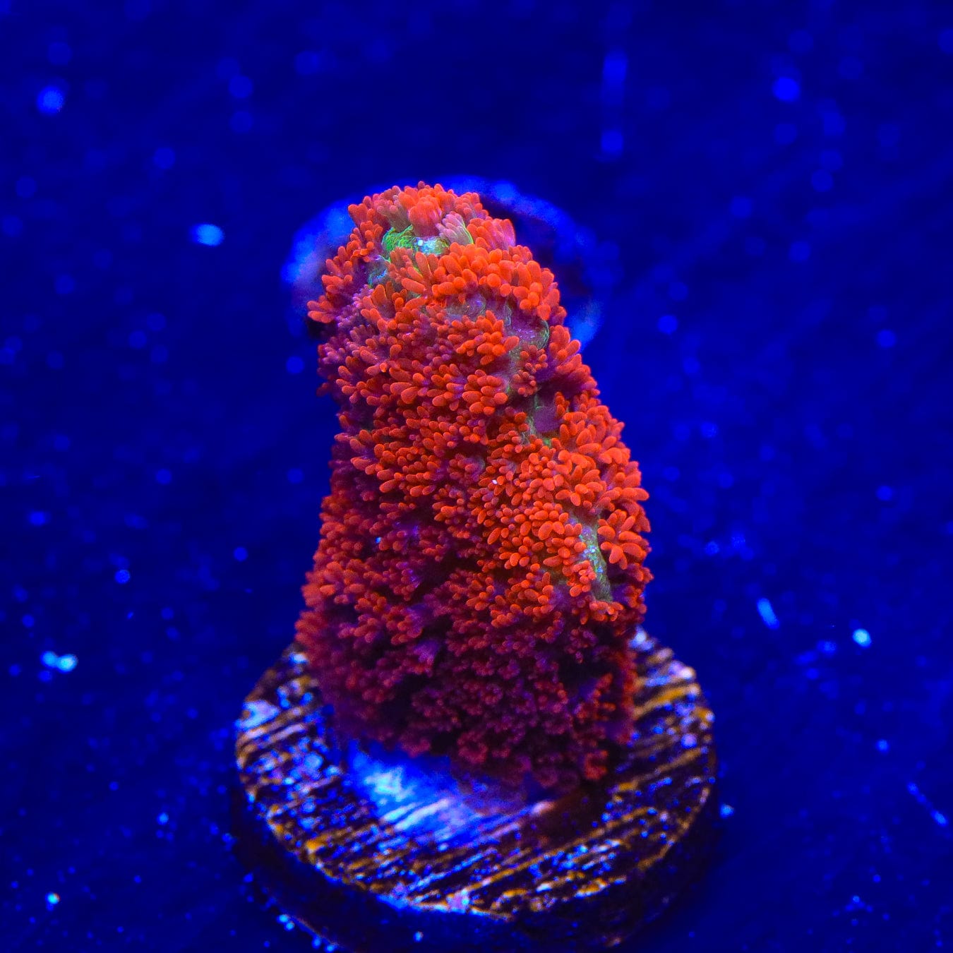 Premium Forest Fire Digitata Montipora Coral for Saltwater Aquariums - Vibrant Red & Orange SPS Coral for Reef Tanks & Marine Aquascaping