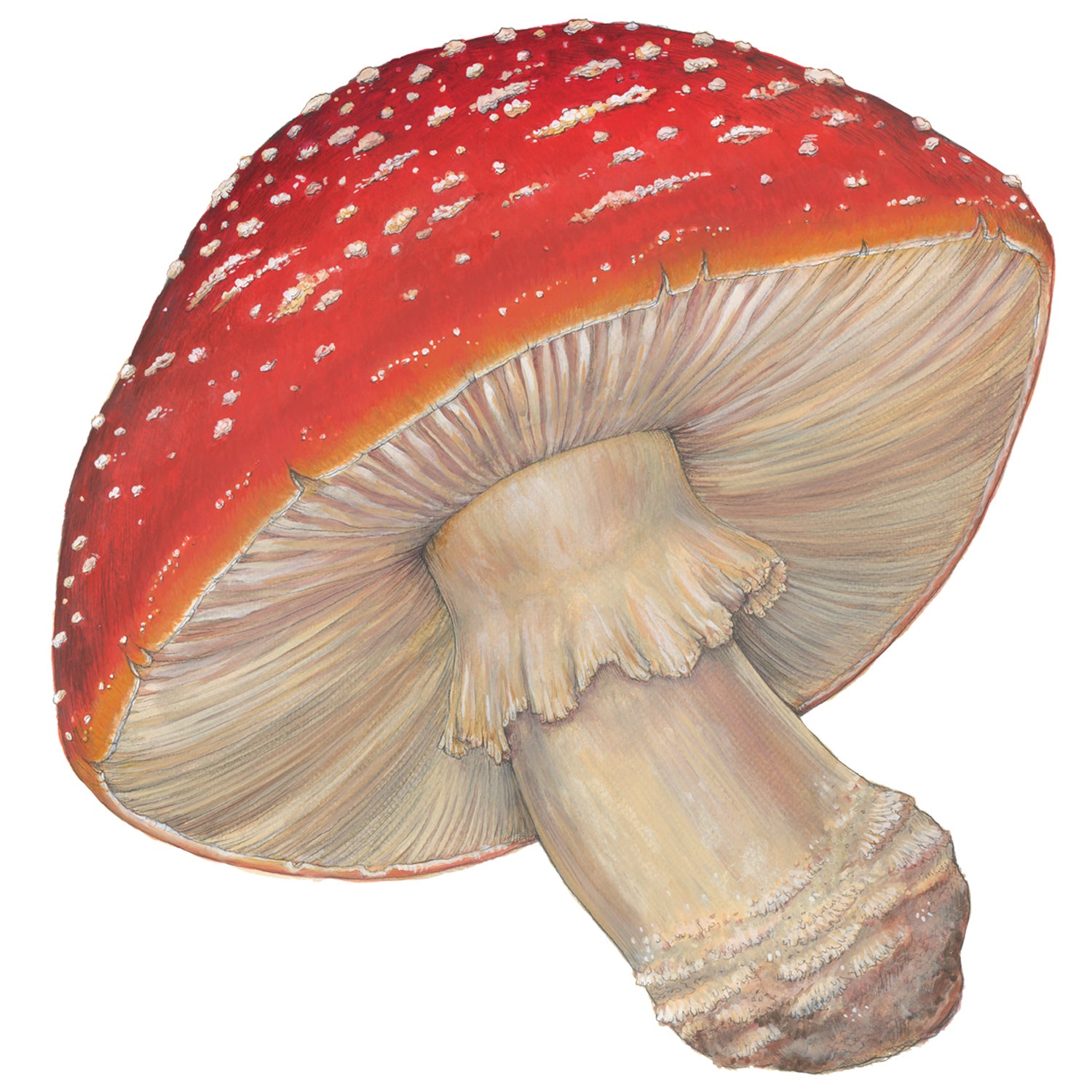 Eco-Friendly Die-Cut Mushroom Placemat for Dining Table - Perfect for Kitchen, Party, and Home Decor