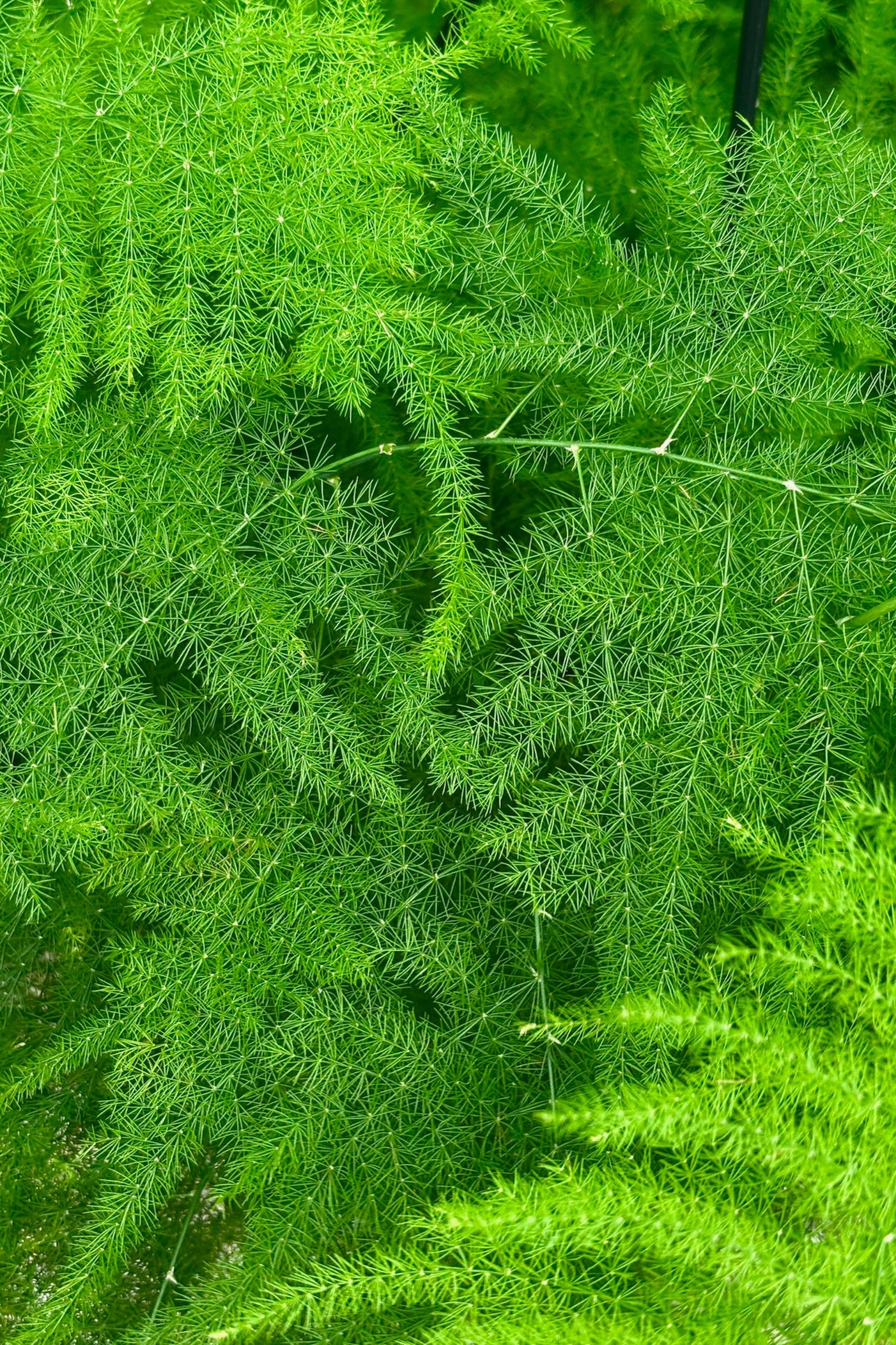 Asparagus Plumosa Fern - 8