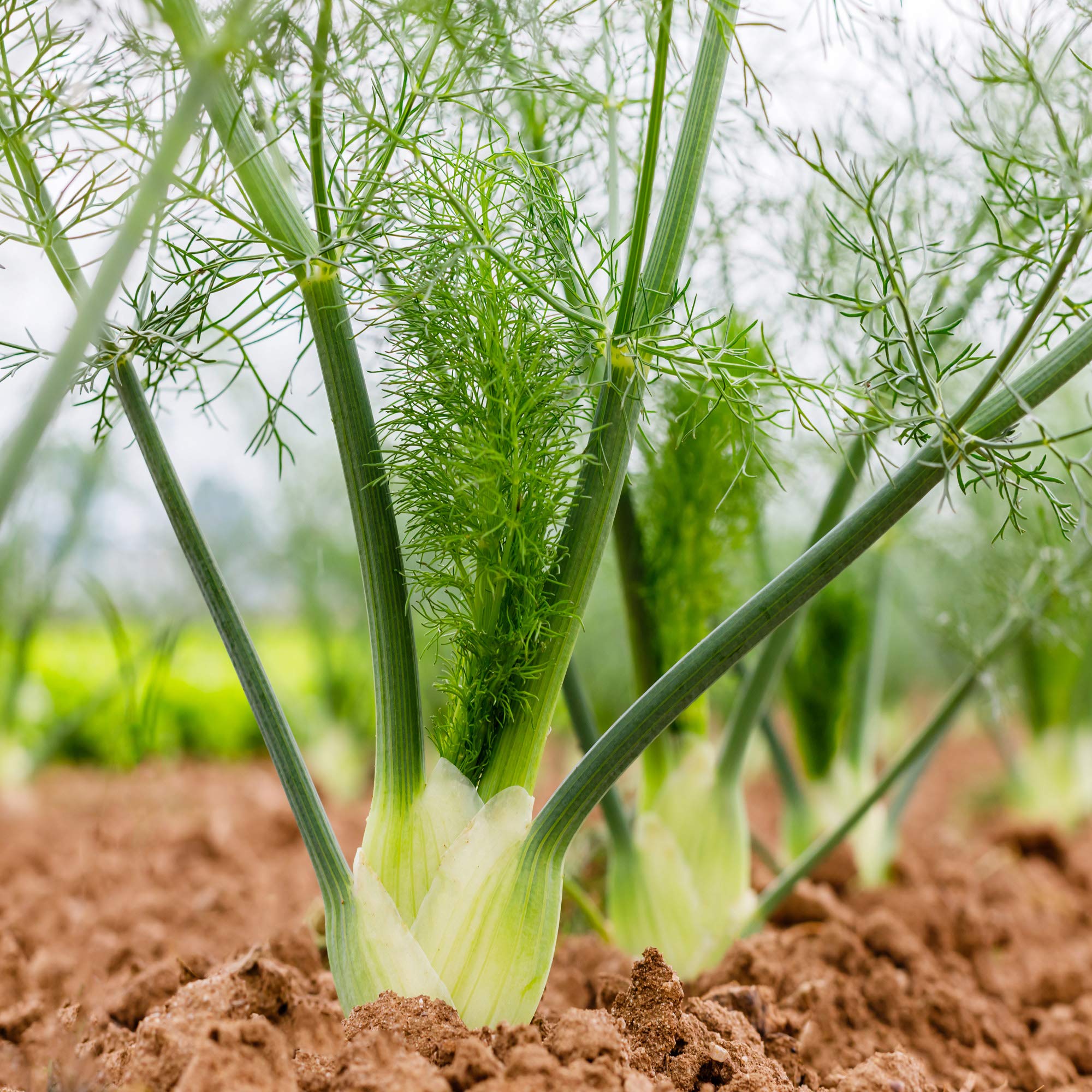 Outsidepride 1/4 lb. Fennel Herb Seeds (Foeniculum Vulgare) - Non-GMO Annual Garden Seeds for Planting - Perfect for Herb Gardens, Culinary Use & Landscaping