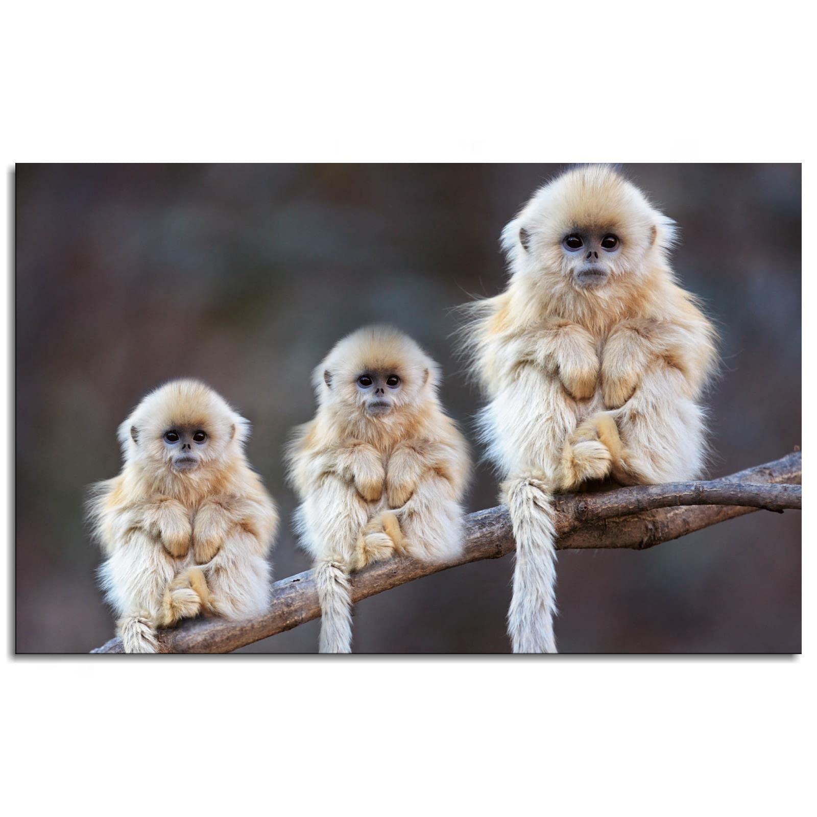 Little Monkey Canvas Wall Art - Framed 20x12 Inches, Nursery & Kids Room Decor, Office Wall Print - Perfect for Bedroom, Playroom & Children's Spaces