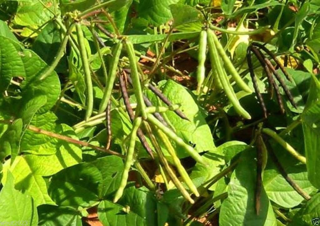 500 Organic Black Mung Bean Seeds (Vigna Mungo) - Untreated for Growing, Sprouting, Cooking & Healthy Eating - Perfect for Home Gardening, Microgreens & Asian Cuisine