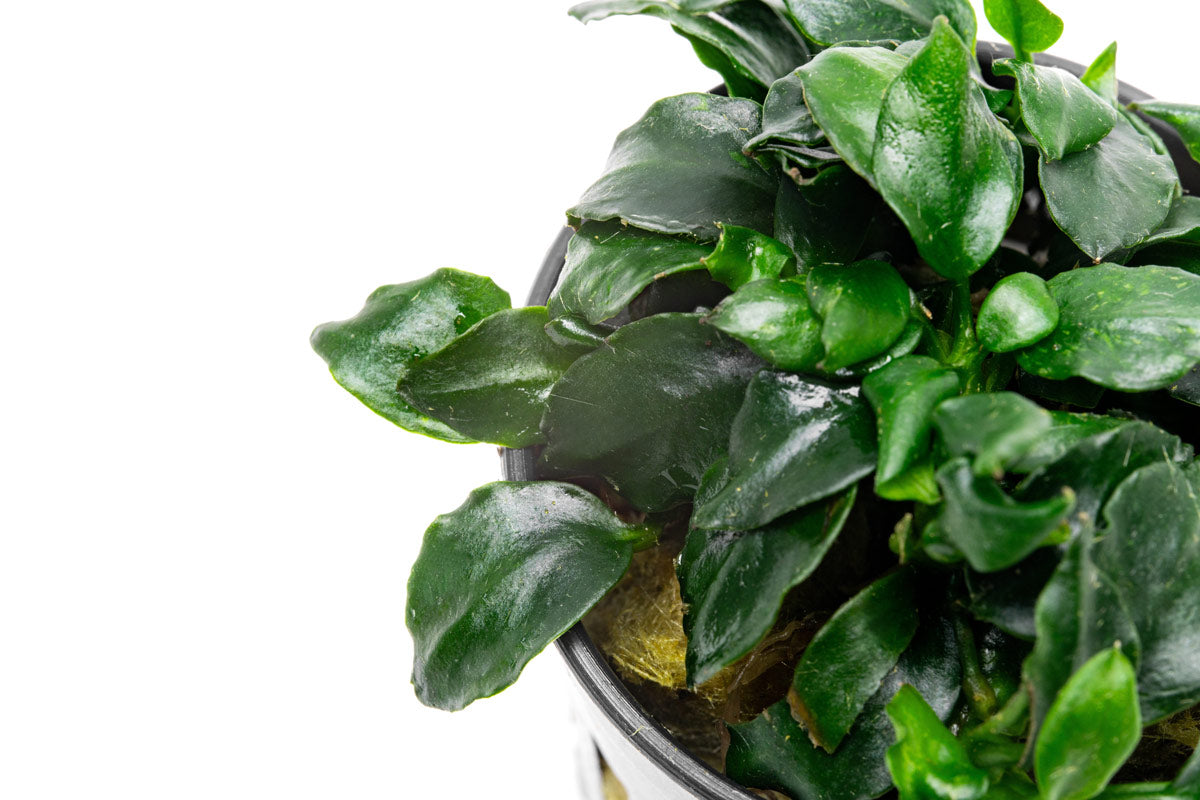 Anubias Barteri Dark Angel Aquatic Plant - Live Freshwater Aquarium Plant for Fish Tanks, Low Light & Easy Care - Perfect for Aquascaping, Shrimp Tanks & Natural Decor