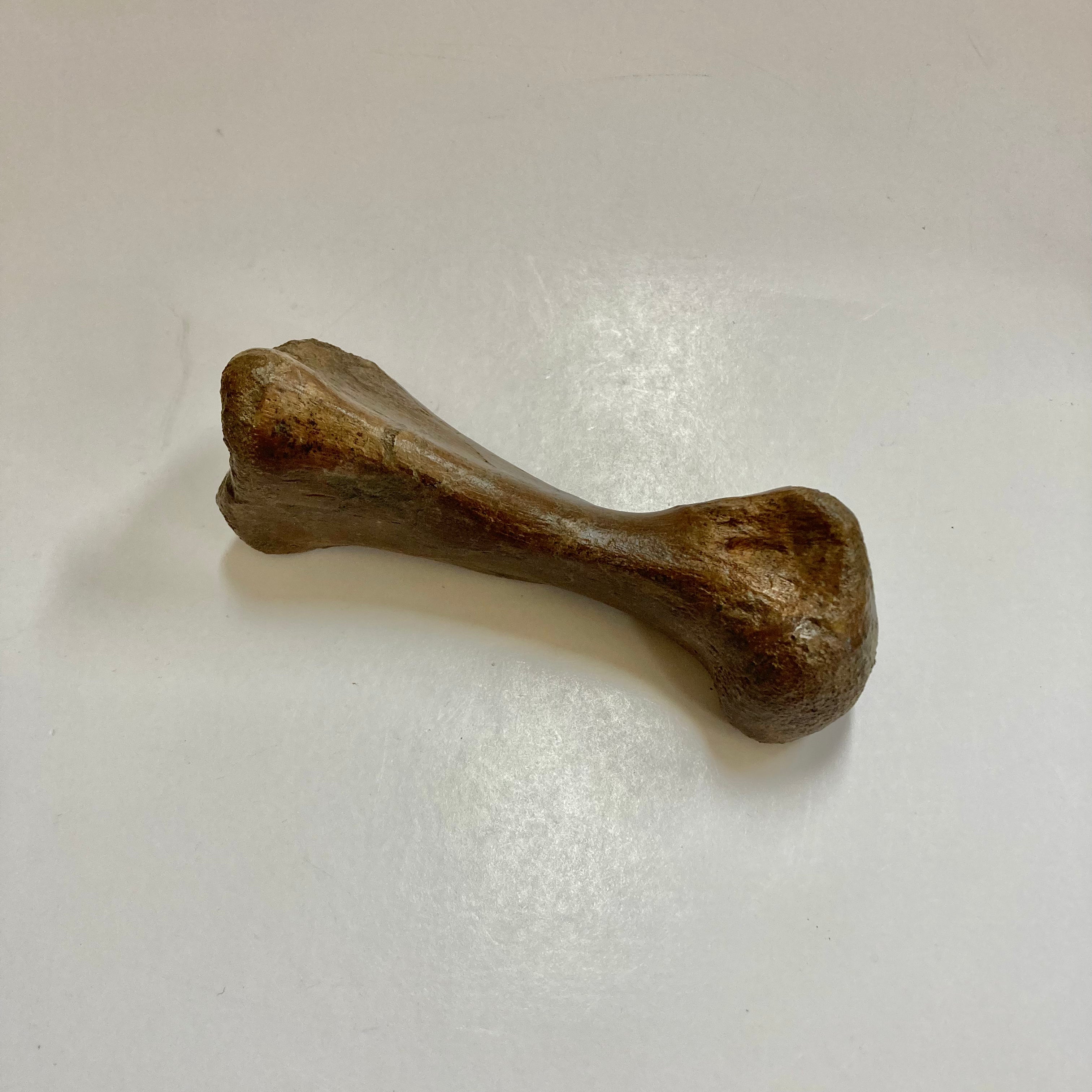 Authentic Thescelosaurus Metatarsal Toe Bone Fossil - Rare Dinosaur Relic for Paleontology Enthusiasts & Collectors - Perfect for Museum Displays, Educational Projects & Fossil Collections