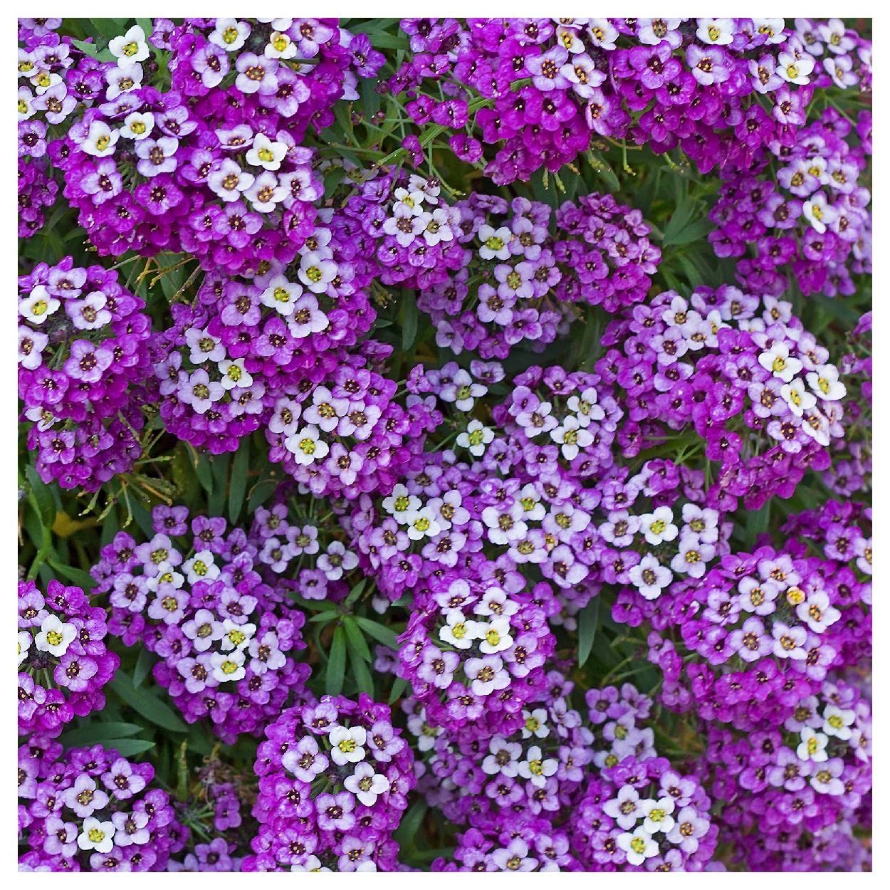 Everwilde Farms - 1/4 Lb Royal Carpet Sweet Alyssum Wildflower Seeds - Gold Vault Packaging - Perfect for Garden Borders, Ground Cover & Pollinator Gardens