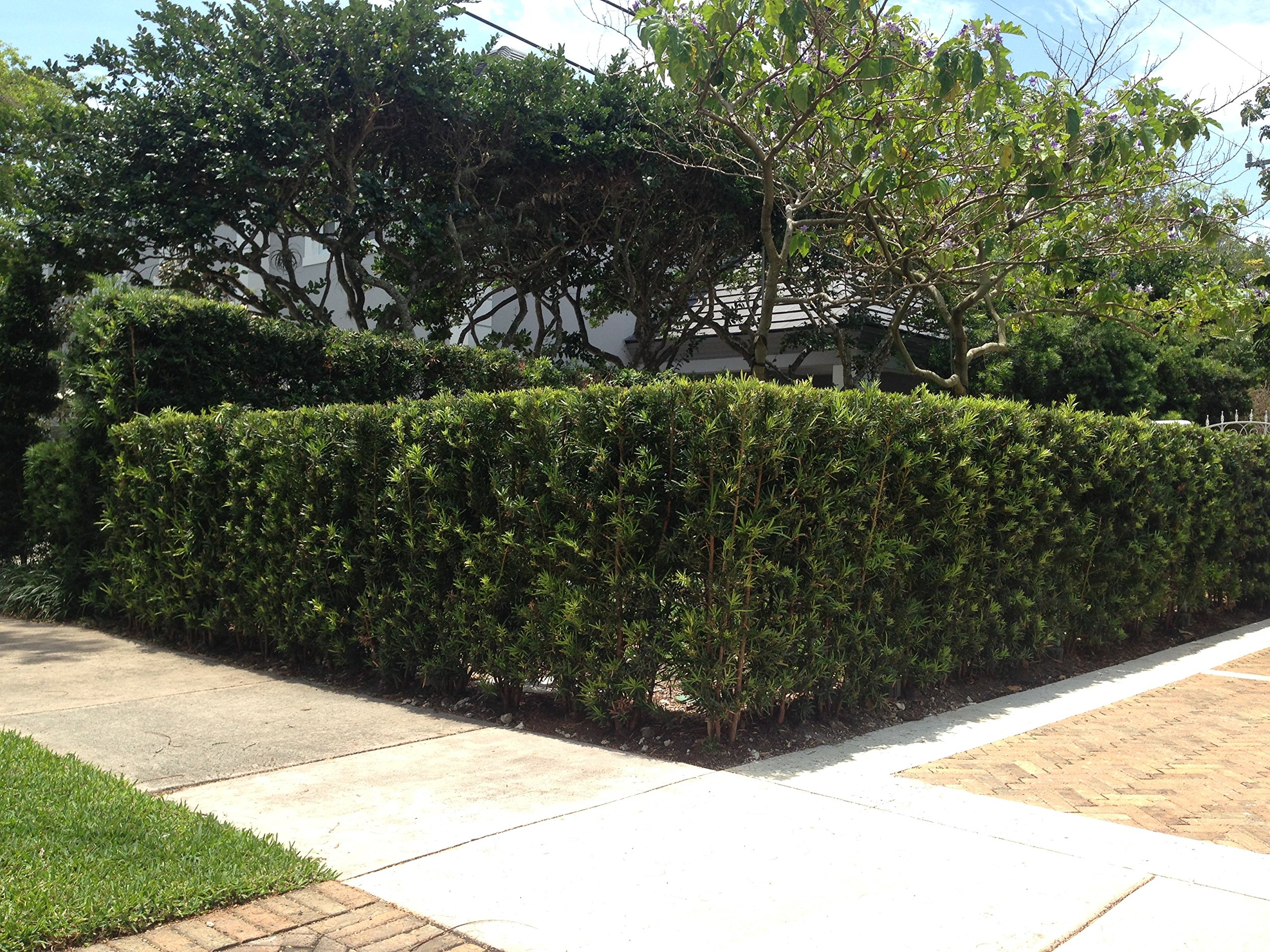 Podocarpus Macrophyllus Japanese Yew - 60 Live Plants in 2 Inch Pots - Evergreen Privacy Hedge for Landscaping, Garden Borders & Outdoor Screening