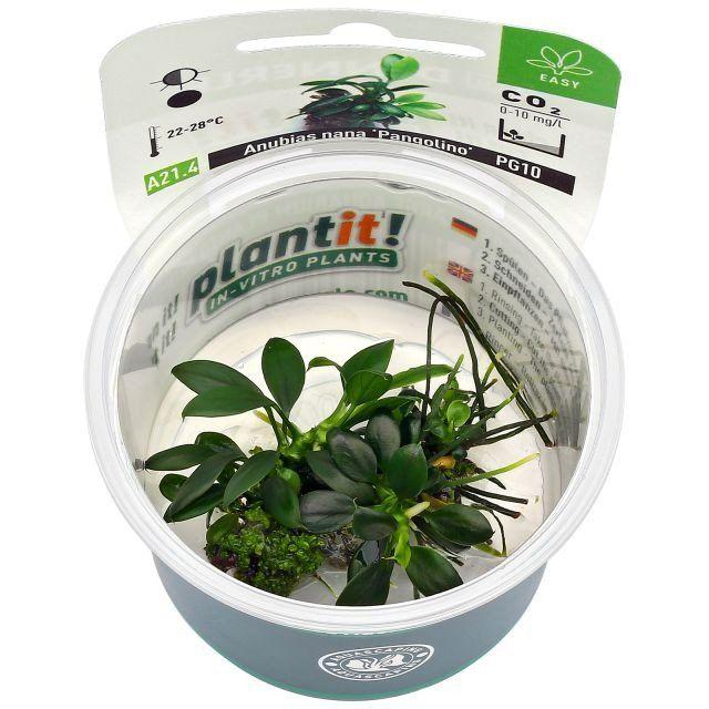Dennerle Anubias Nana Pangolino Live Aquarium Plant - Easy Low Light Aquatic Plant for Fish Tanks, Nano Tanks & Aquascaping