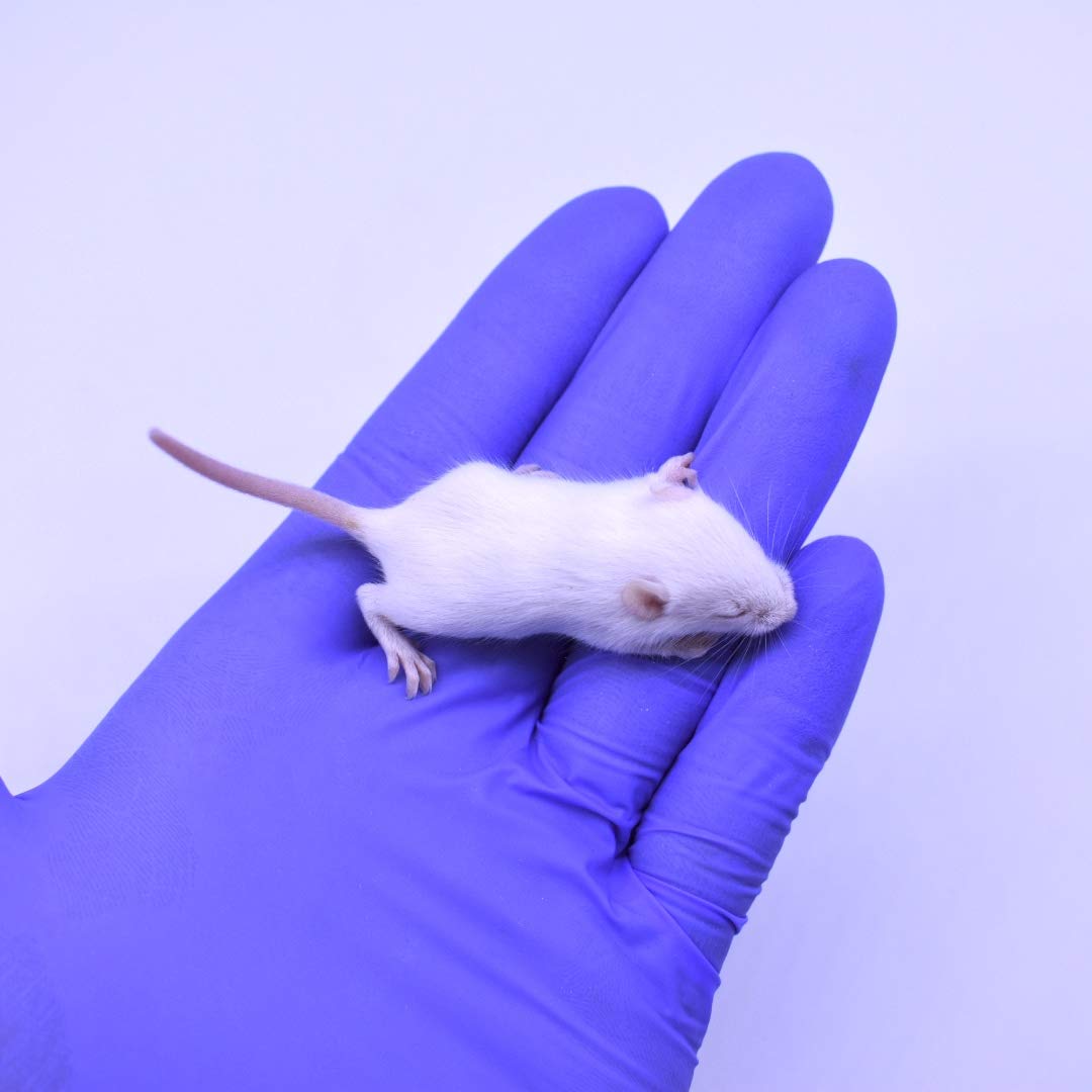 100 Frozen Fuzzie Mice (1.25-1.5 in) for Juvenile Snakes - Premium Snake Food for Hognose, Corn & Milk Snakes | 400g Bulk Reptile Feeders | Perfect for Pet Snakes & Zoo Animals