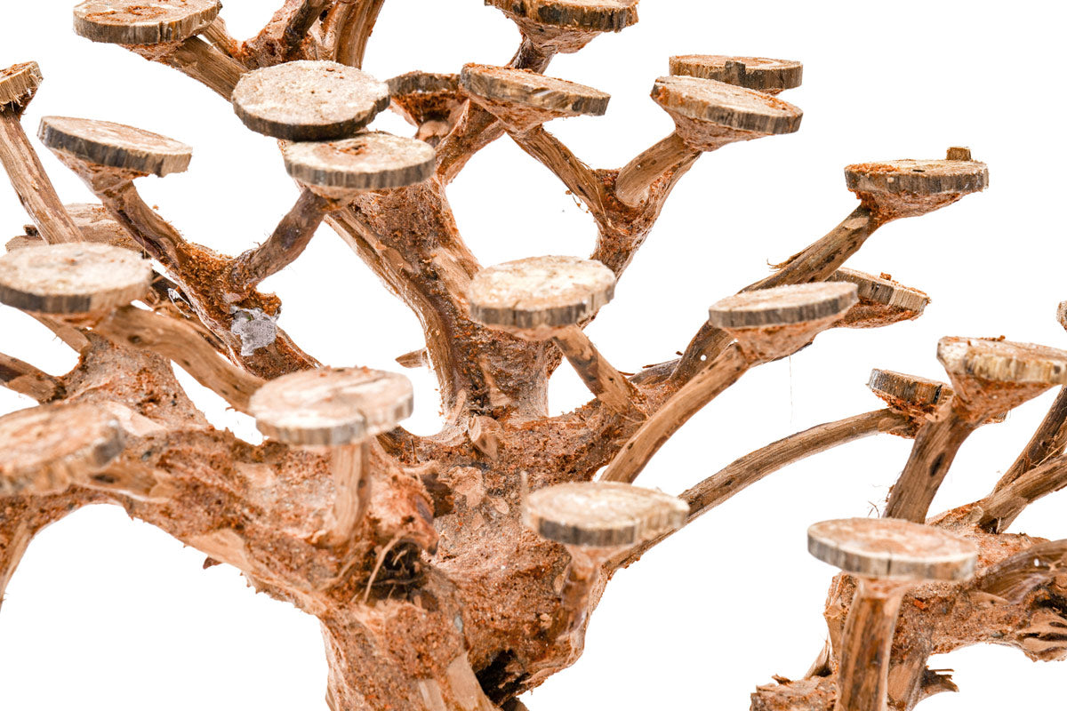 UNS Bonsai 016 - Premium Mini Bonsai Tree Kit for Home & Office Decor | Perfect for Zen Gardens, Desktop Decor, and Unique Gifts