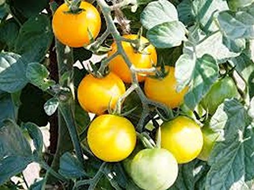 High-Yield Small Yellow Cherry Tomato Seeds (10-Pack) - Perfect for Home Gardens, Containers & Fresh Salads