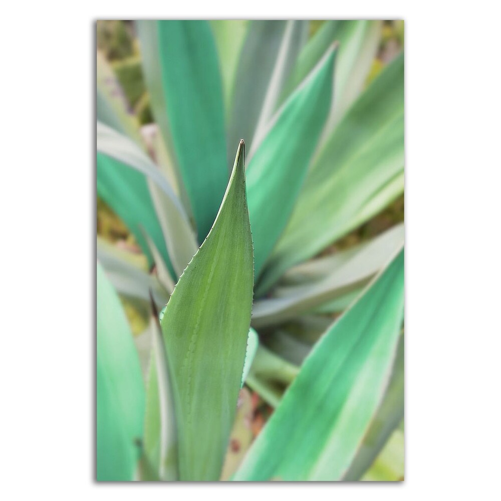 Agave Succulent 3 Wall Art by Alan Blaustein - Canvas Print Ready to Hang - Perfect for Living Room, Bedroom & Office Decor