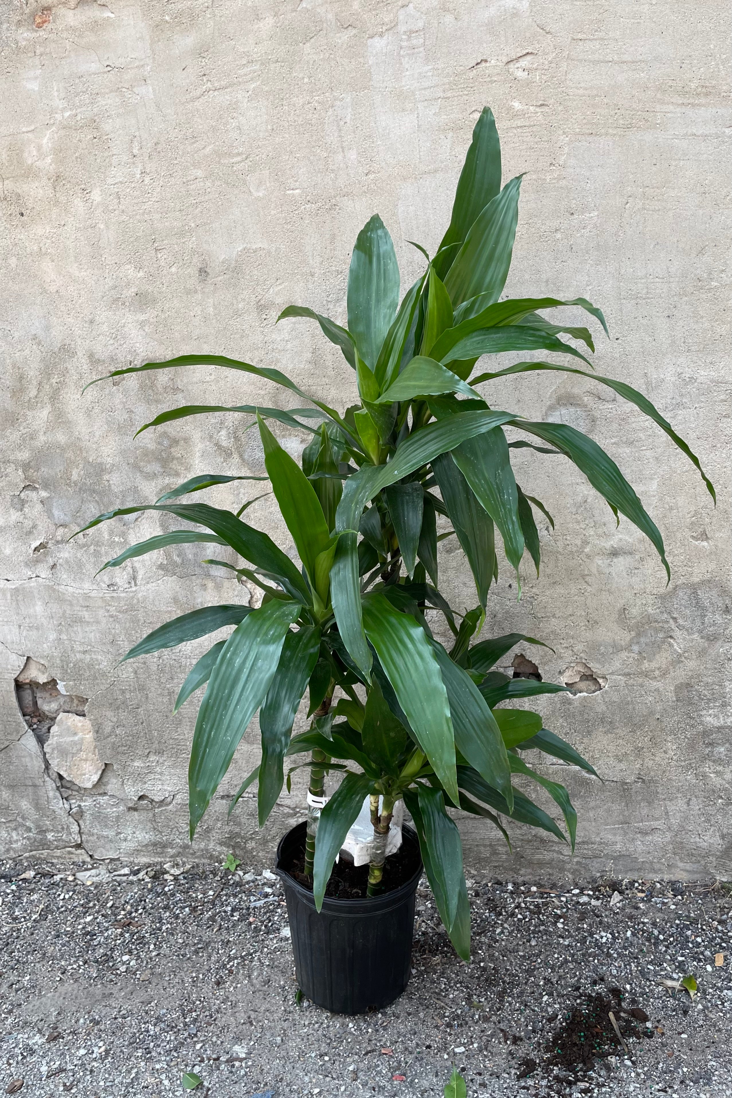 Dracaena 'Janet Craig' Staggered Cane 8 - Indoor Air Purifying Plant for Home & Office Decor