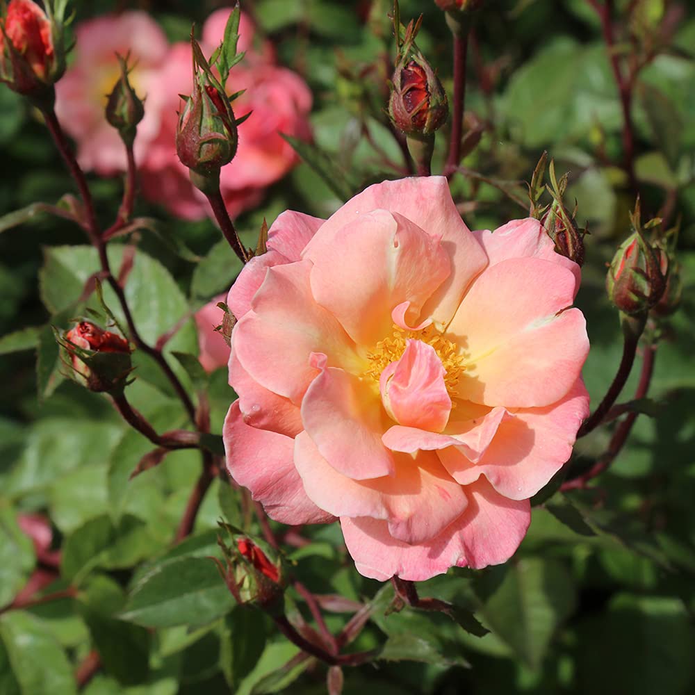 Dancing in The Wind™ Apricot Hybrid Musk Rose Bush - Heirloom Roses Live Outdoor Plant for Gardens, Landscaping & Patio Decor