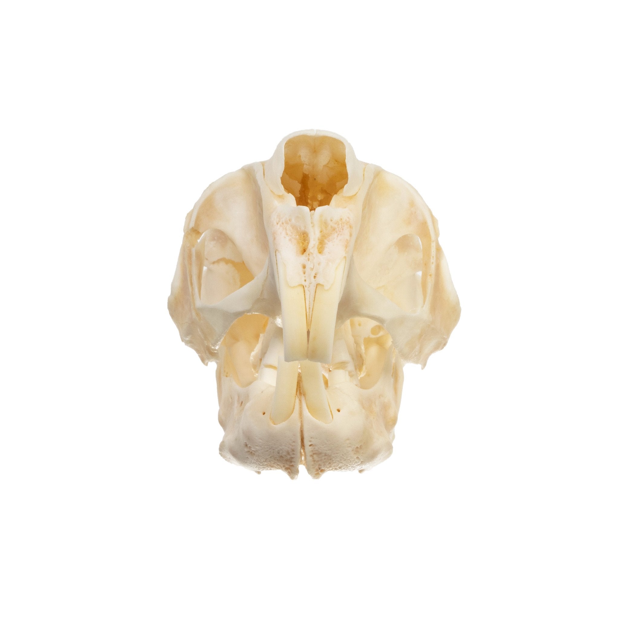 Authentic Springhare Skull - Taxidermy Specimen for Collectors & Oddity Enthusiasts - Perfect for Gothic Decor, Cabinets of Curiosity & Unique Home Decor