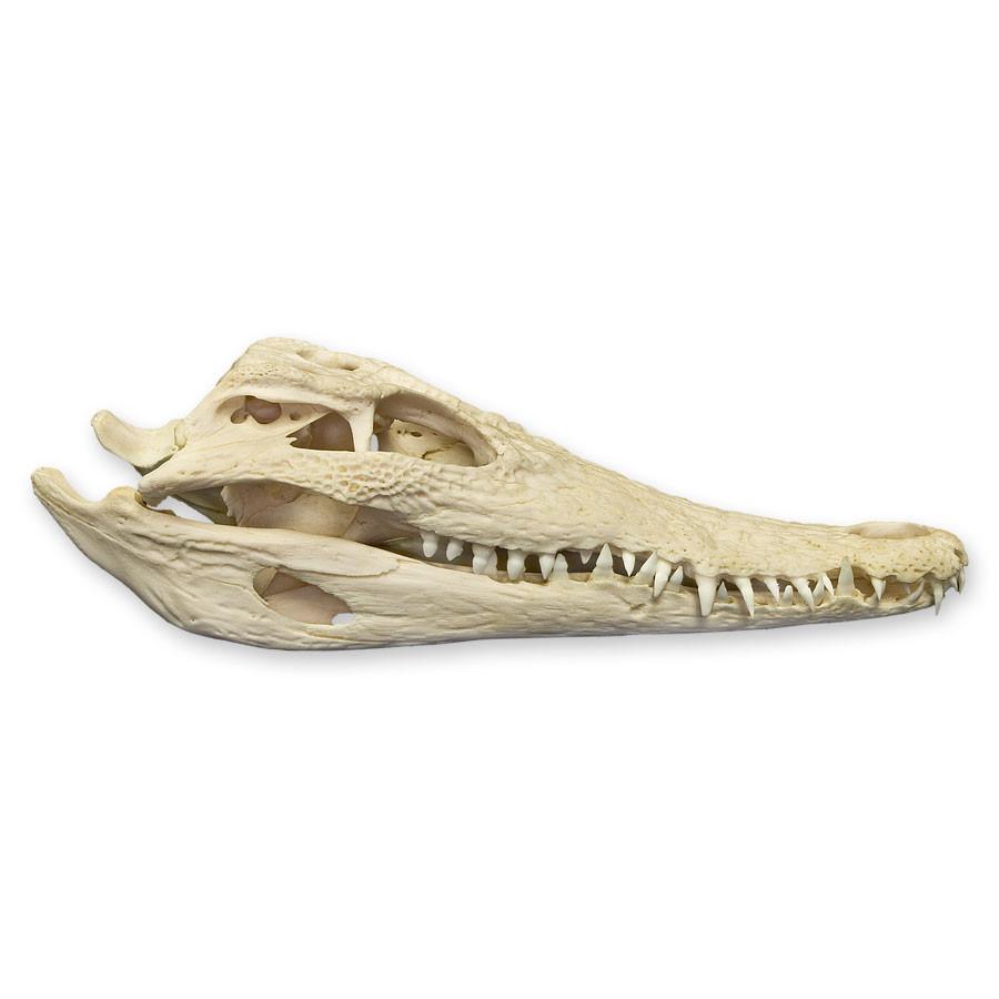 Authentic Nile Crocodile Skull Specimen - Rare Taxidermy Collectible for Home Decor, Educational Display & Unique Gift Idea