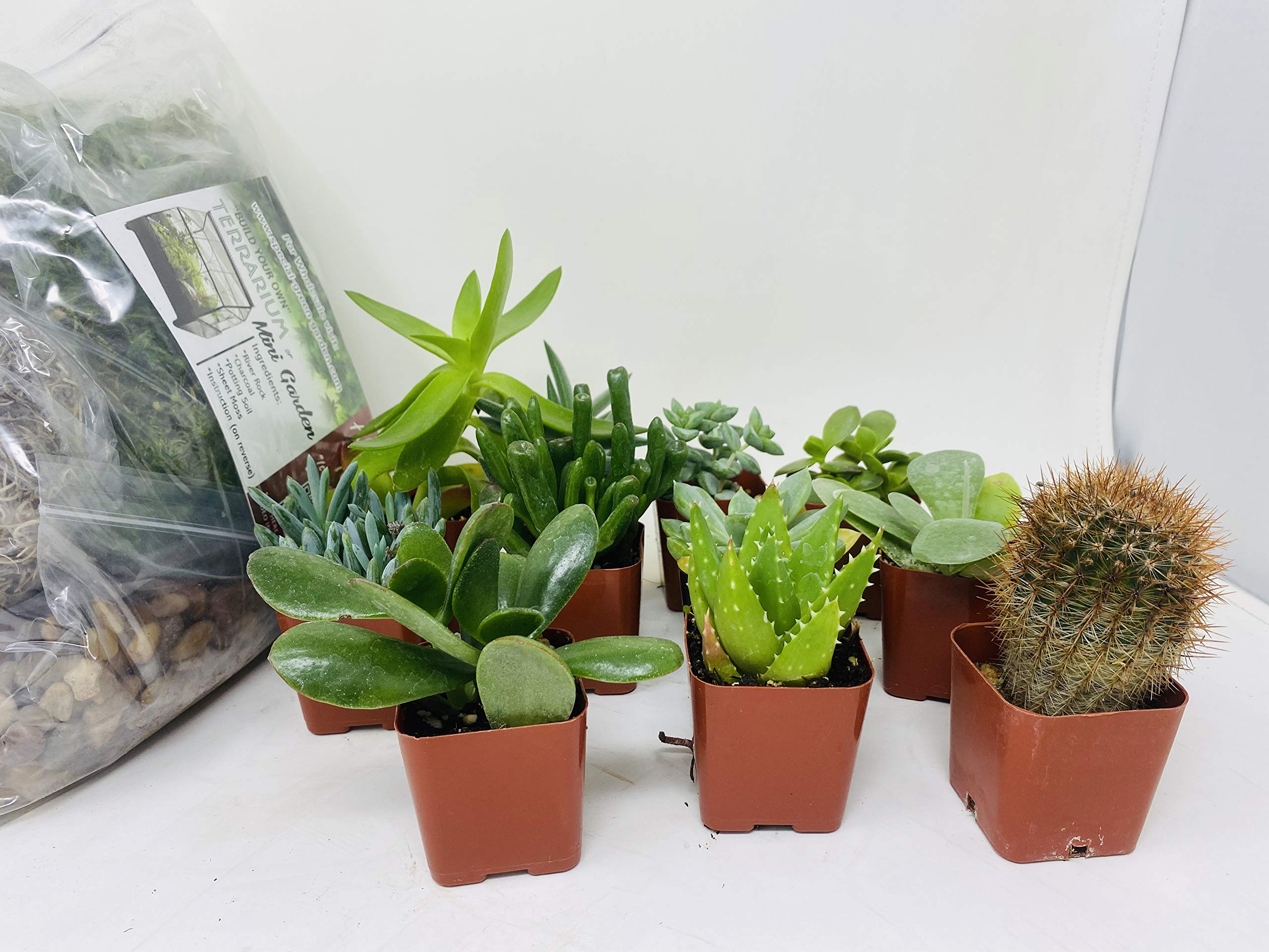 DIY Terrarium Kit with 5 Live Succulents - Create Your Own Fairy Garden or Miniature Ecosystem | Perfect for Home Decor, Office Desk & Gift Ideas | Unique Plant Terrarium by Jmbamboo