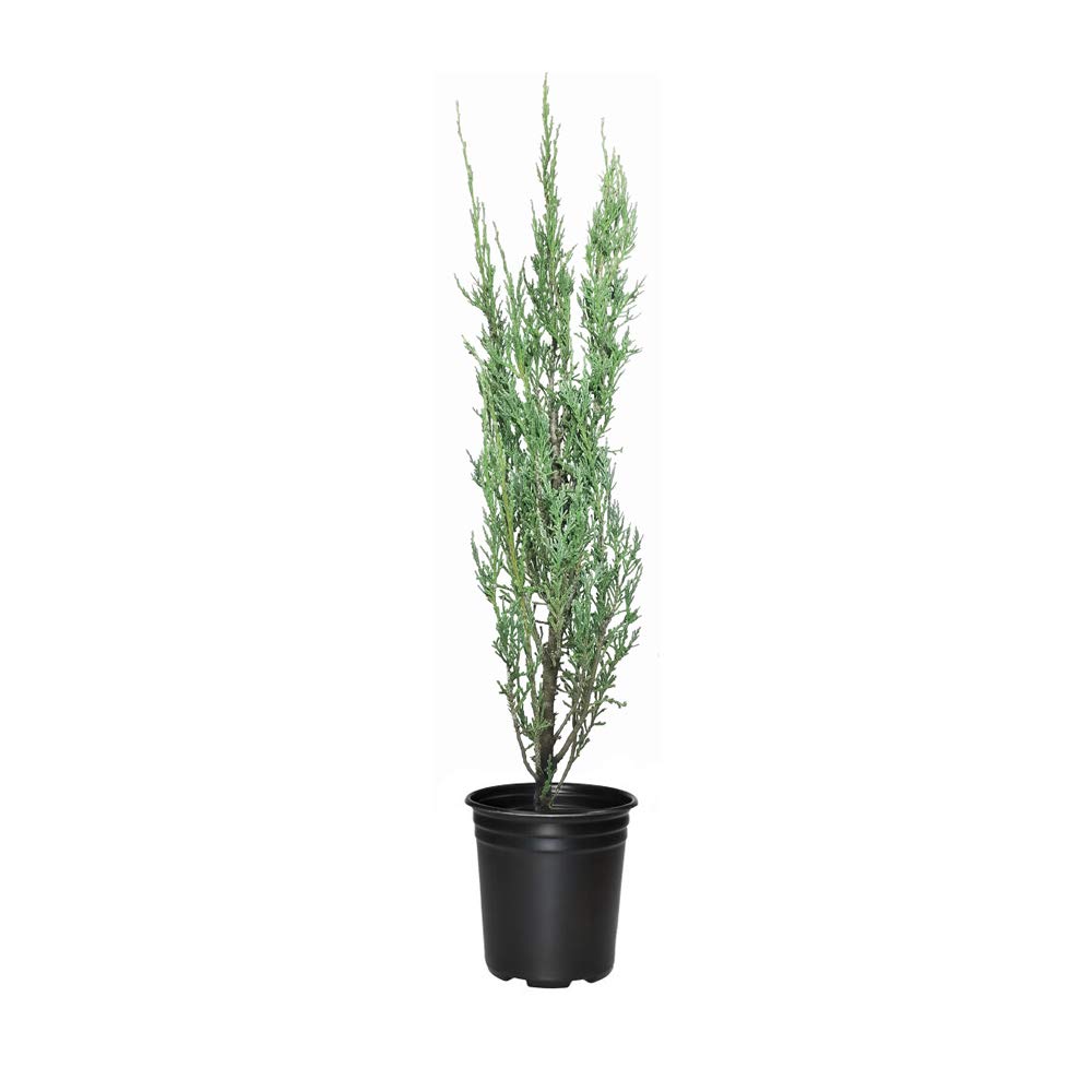 Blue Arrow Juniper (Juniperus Scopulorum) - 15 Live Plants in 4 Inch Pots - Fast Growing Evergreen Privacy Hedge for Landscaping & Garden Borders - Perfect for Screening, Windbreaks & Formal Gardens