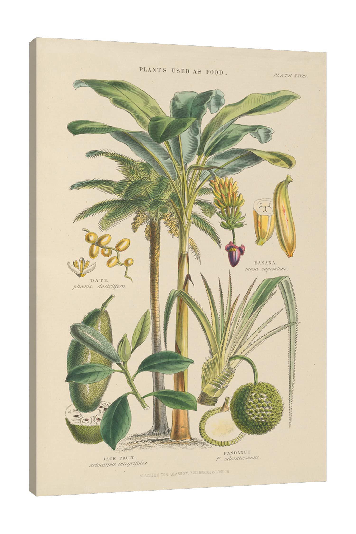 Jaxson Rea Fruit Trees Gallery Wrapped Canvas Wall Art - 28