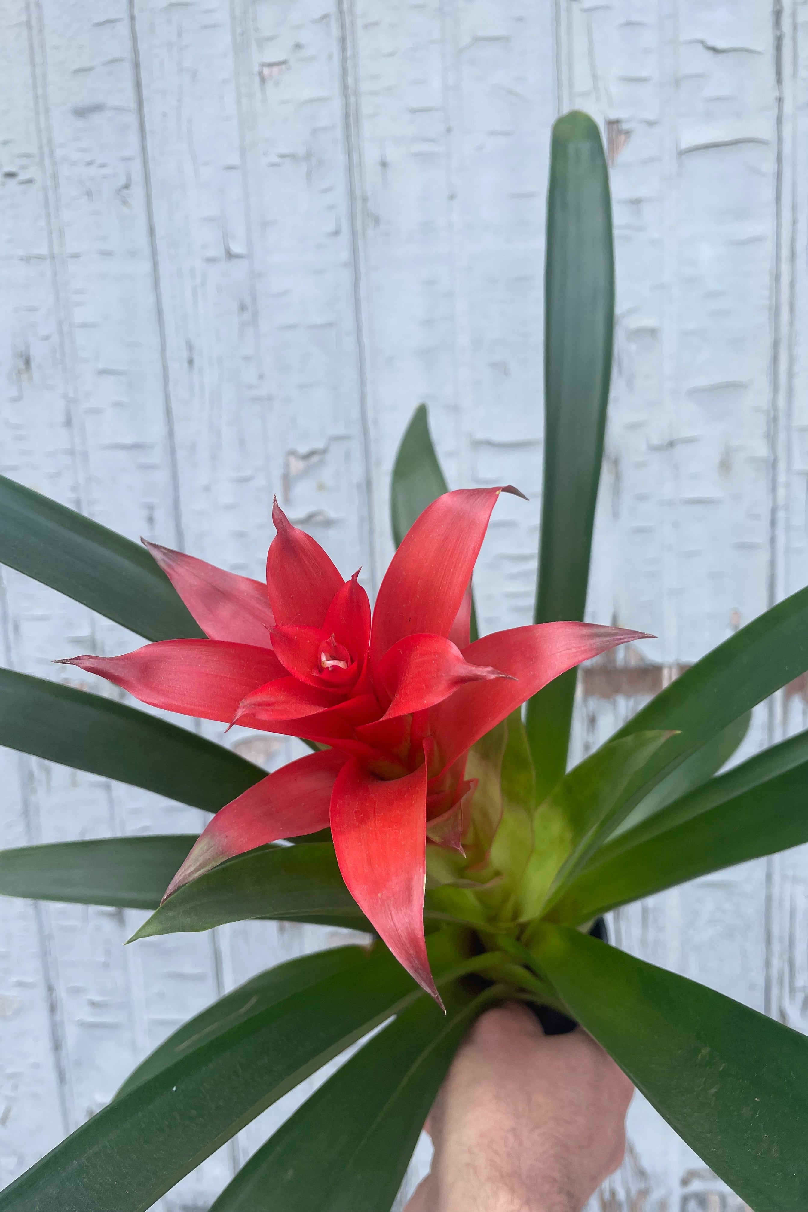 Bromeliad Plant - 5 Pack Live Air Plants for Home & Office Decor - Perfect for Terrariums, Wall Displays, and Indoor Greenery