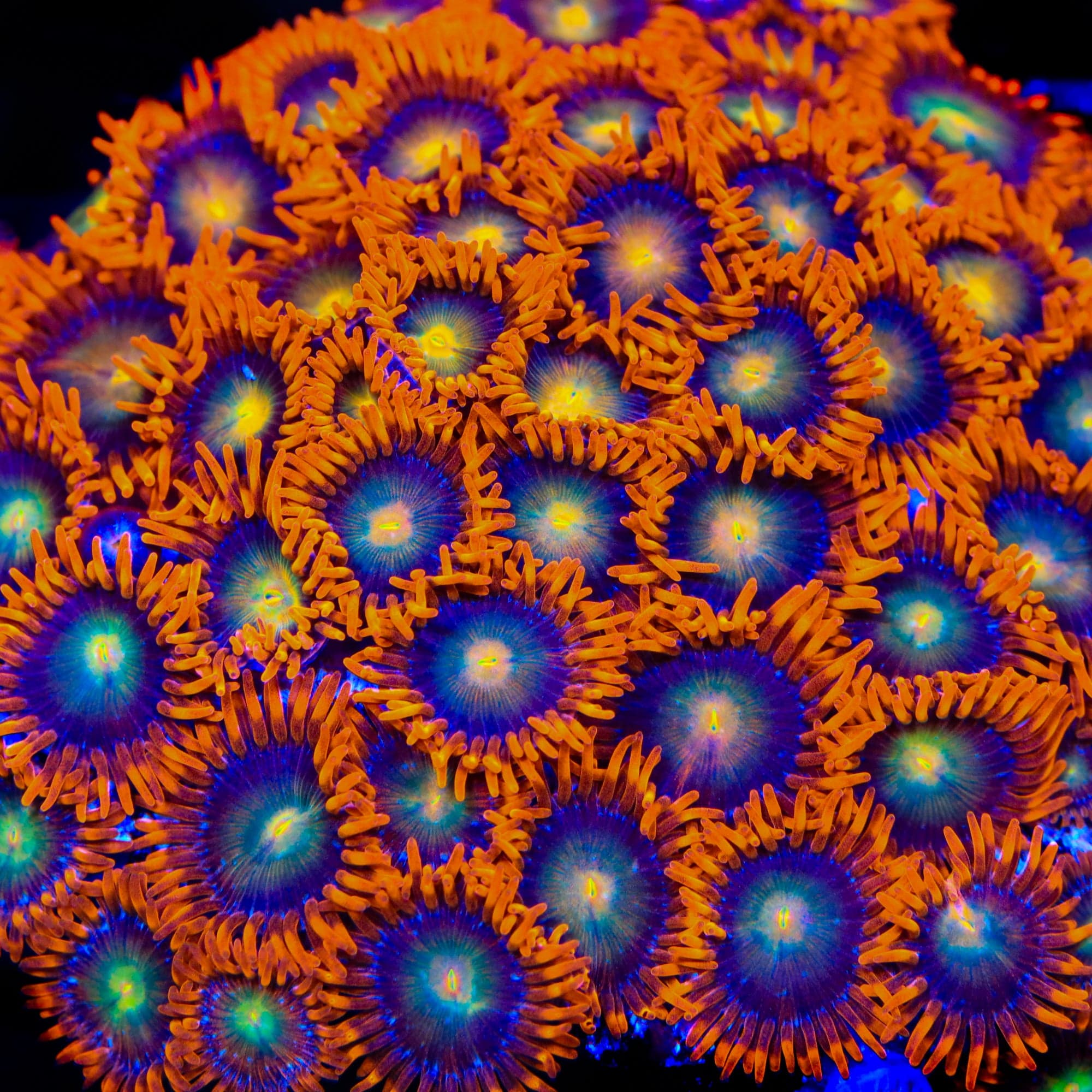 ACI Lorax Zoanthids Coral - Vibrant Saltwater Coral for Reef Aquariums | Perfect for Marine Tanks & Coral Frag Racks