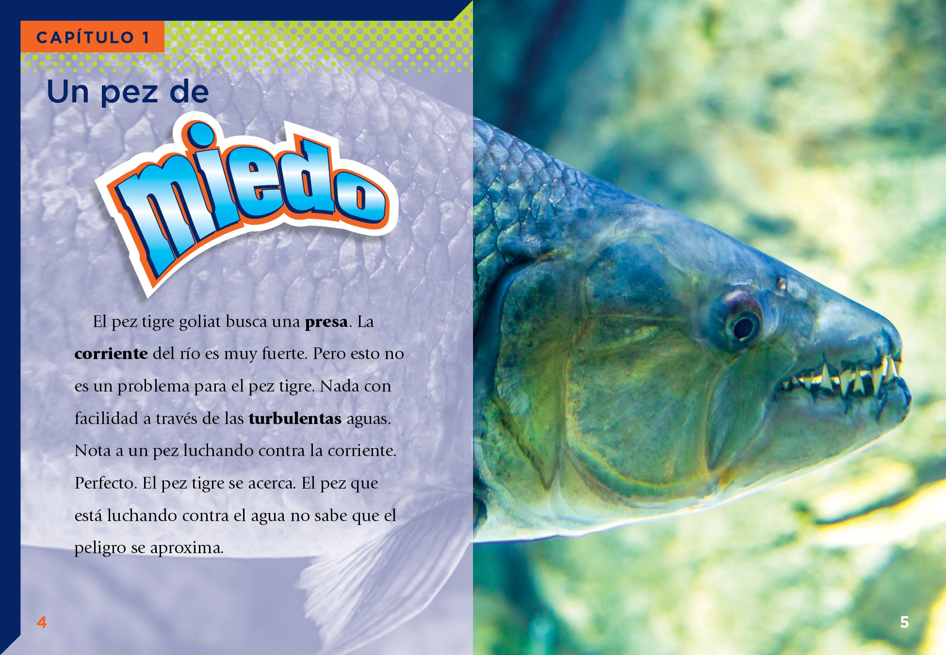 Goliath Tigerfish - Freshwater Predator Fish for Aquariums & Fishing Enthusiasts | Perfect for Exotic Fish Tanks & Sport Fishing Adventures