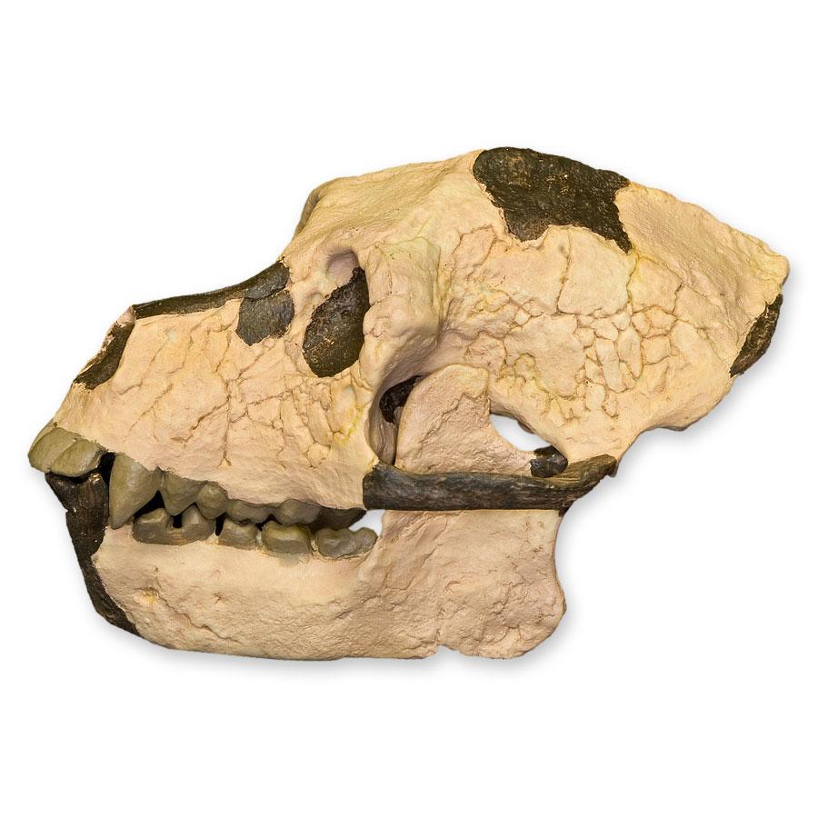Replica Aegyptopithecus Zeuxis Skull - High Quality Fossil Reproduction for Science Education & Home Decor | Perfect for Classroom Display, Museum Exhibits & Paleontology Enthusiasts
