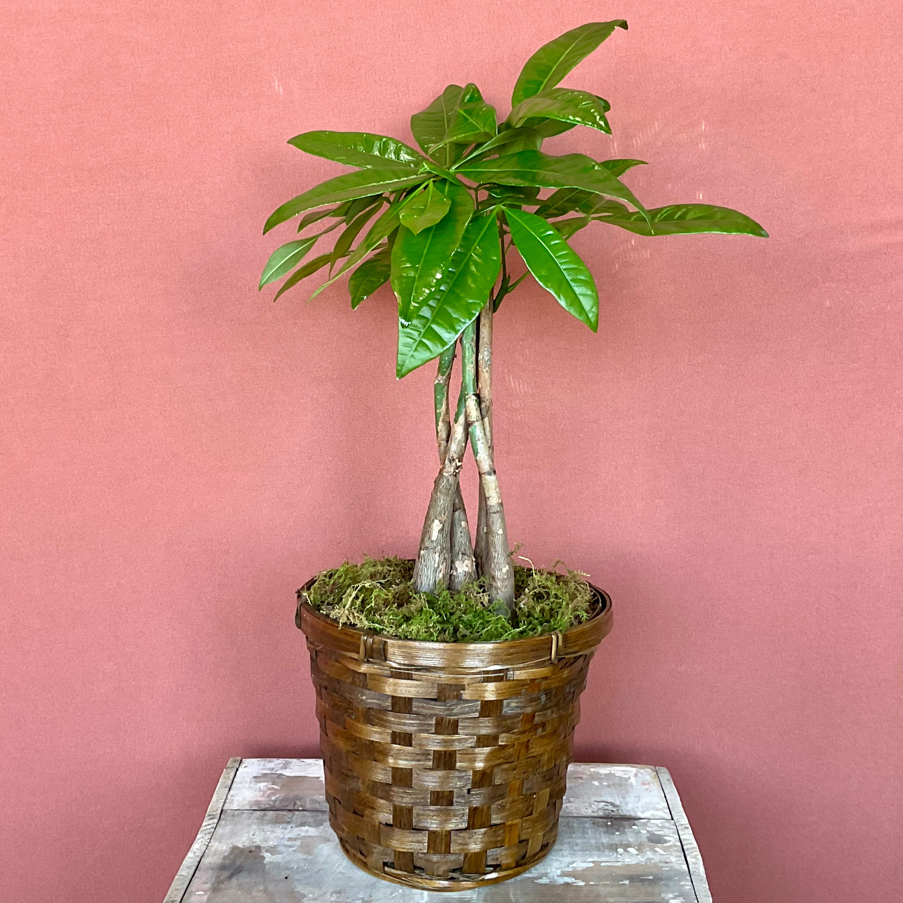 Money Tree Plant - Medium Size - Perfect for Home & Office Decor - Brings Good Luck & Positive Energy