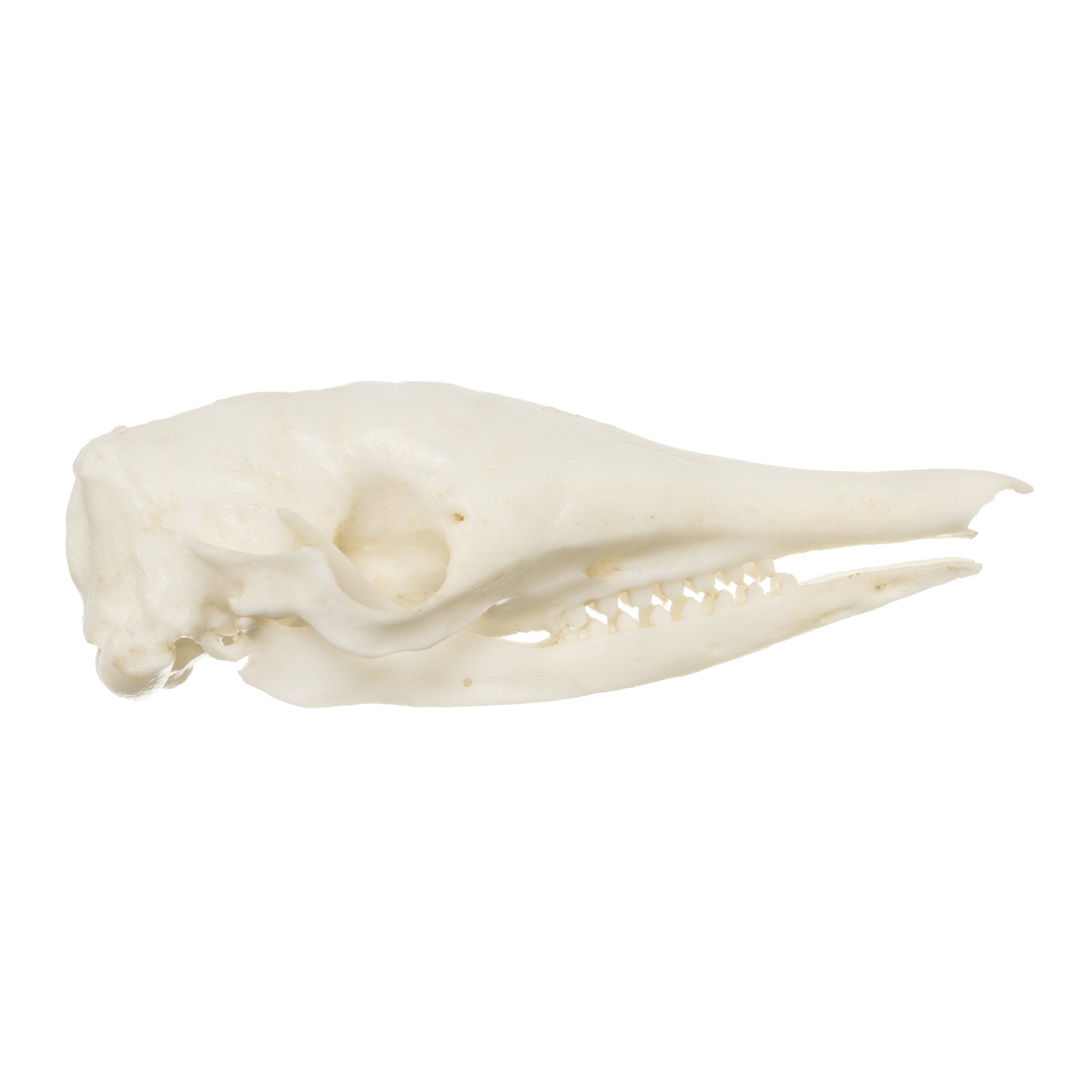 Authentic Replica Nine-Banded Armadillo Skull - Lifelike Animal Skull Model for Home Decor, Educational Display, and Halloween Props
