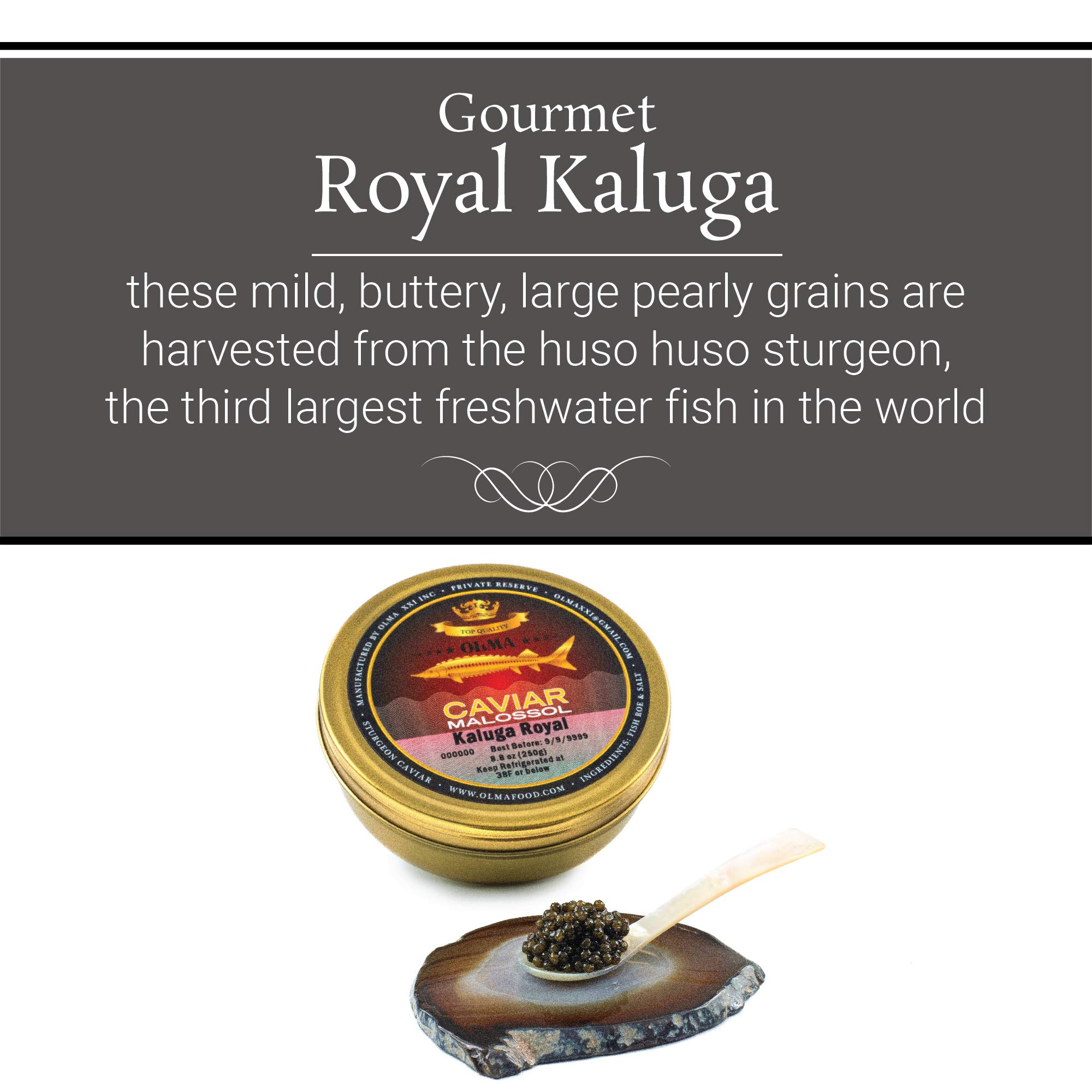 Premium OLMA Kaluga Sturgeon Black Caviar - Large Pearly Grains, Smooth Flavor, Superior Grade - 8.8 oz (250g) - Fast Overnight Shipping - Perfect for Gourmet Dining, Special Occasions & Luxury Gifts