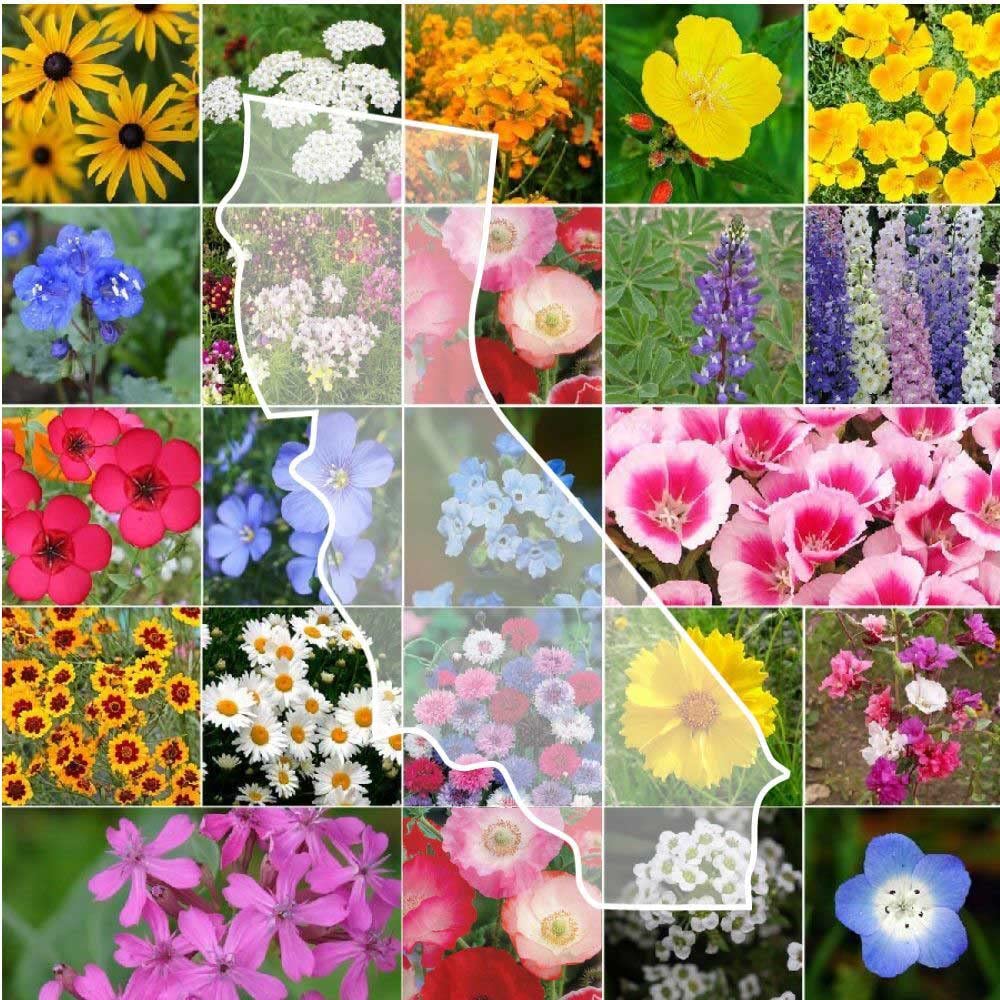**Eden Brothers California Wildflower Seeds Mix - 1/4 lb (120,000+ Seeds) with Black Eyed Susan & Shasta Daisy - Attracts Pollinators, Easy to Grow for Spring/Fall Planting - USDA Zones 3-10 - Perfect for Gardens, Meadows & Landscaping**