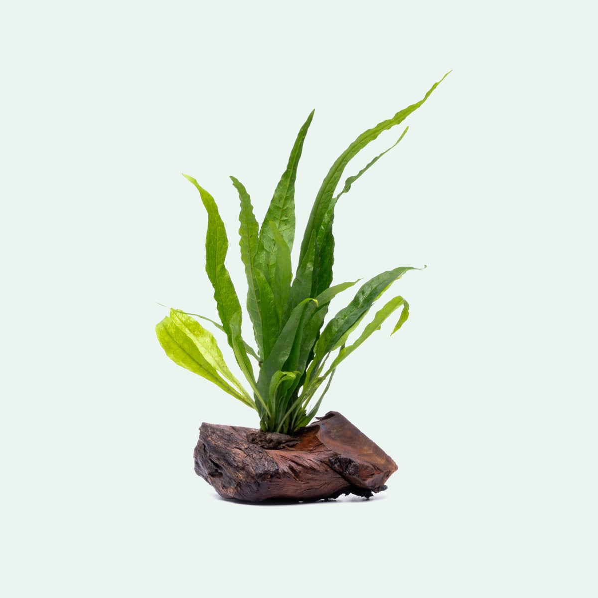 Microsorum Pteropus Java Fern on Driftwood - Perfect for Aquascaping & Natural Fish Tank Decor