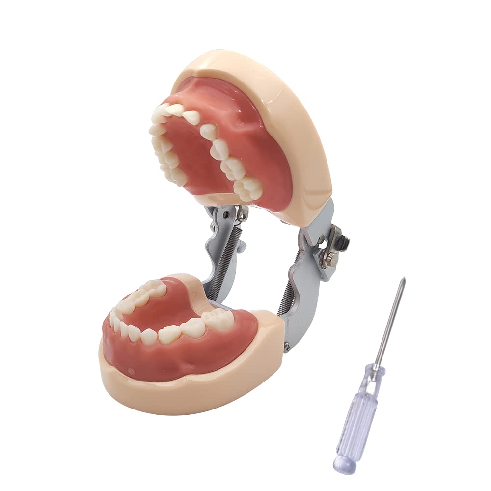 Dental Simulator Manikin Phantom Head with Removable Teeth - Typodont Model for Dental Practice Training & Study (Kids Teeth Model) - Perfect for Dental Students, Professionals & Classroom Education