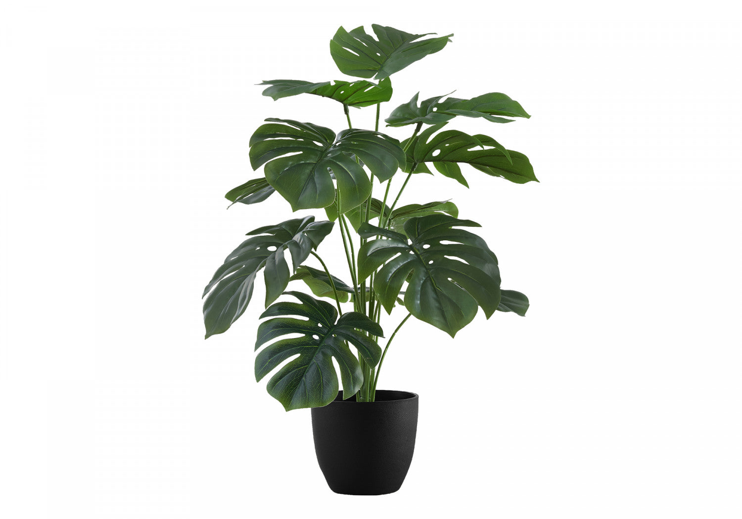 24 Inch Monstera Deliciosa Swiss Cheese Plant with 5 Black Nursery Pots - Indoor Tropical Houseplant for Home Office Decor, Living Room & Bedroom Greenery