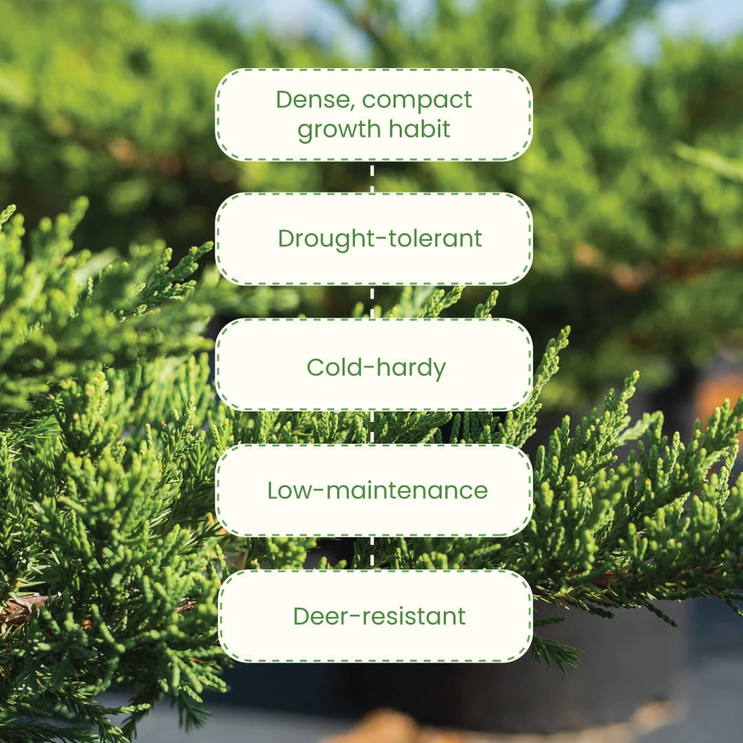 American Plant Exchange Live Parsoni Juniper Bonsai Tree - 10 Inch Indoor/Outdoor Potted Plant for Home, Office, Garden Decor - Perfect for Zen Gardens, Balconies & Landscaping