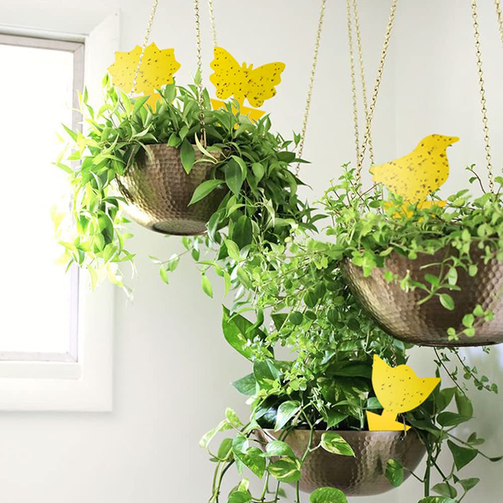 36 Pack Yellow Sticky Traps for House Plants - Fungus Gnat Killer, Whitefly & Mosquito Control - Indoor/Outdoor Plant Protection Against Thrips, Leafminers & Flying Insects (Great for Greenhouses, Gardens & Potted Plants)