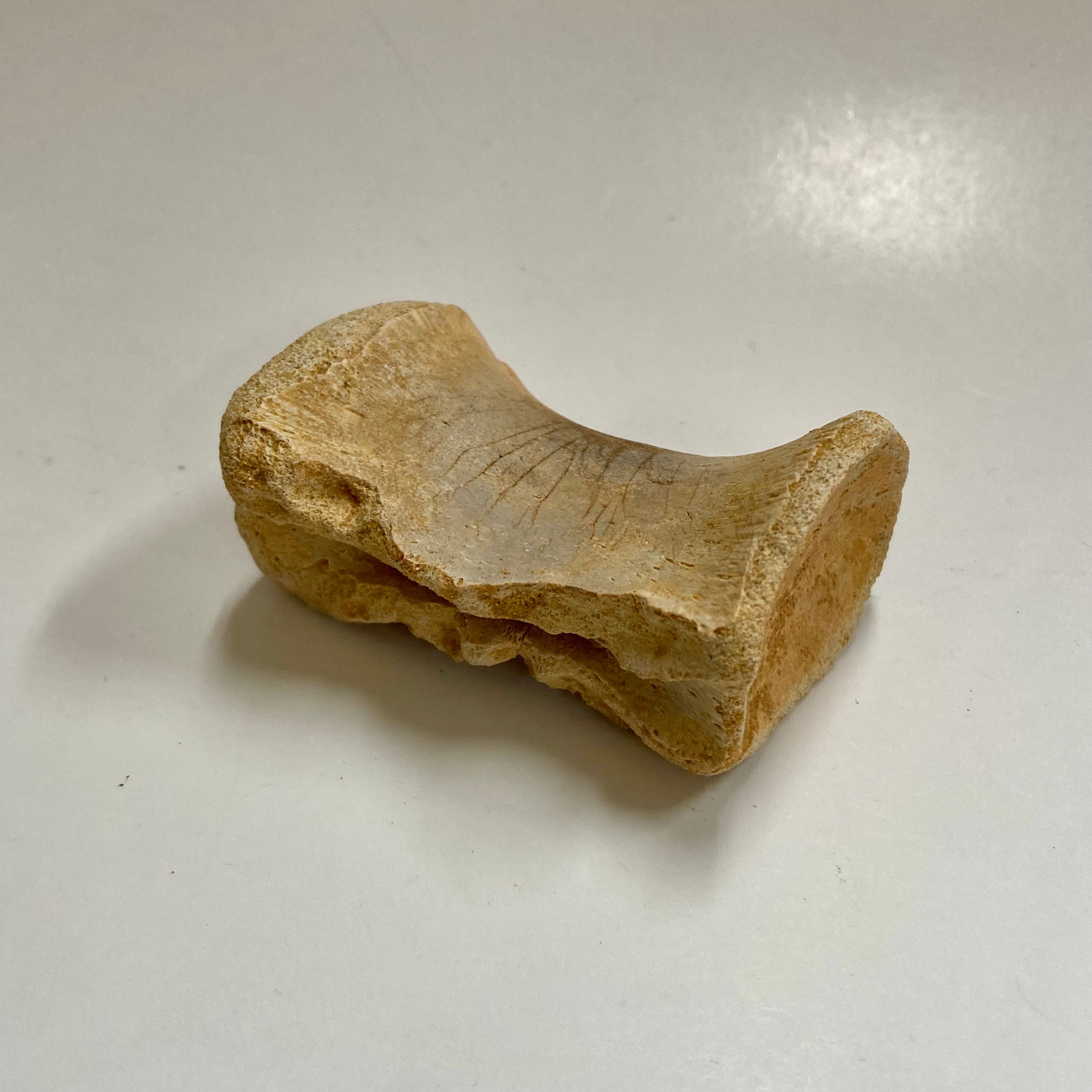 Authentic Juvenile Spinosaurus Dorsal Vertebra Fossil - Rare Dinosaur Bone for Collectors, Paleontology Enthusiasts & Educational Displays