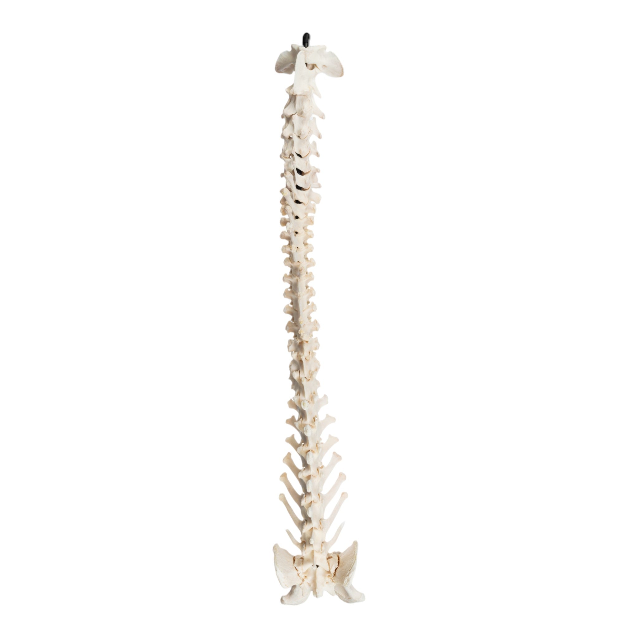 Real Domestic Dog Spine with Sacrum and Pelvis - Veterinary Anatomy Specimen for Education & Taxidermy | Perfect for Veterinary Students, Biology Classrooms & Bone Collectors