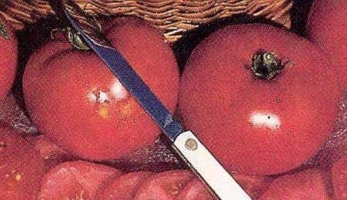 25 High-Yield Tomato Seeds for Home Garden - Grow Juicy Tomatoes for Salads, Sauces & Fresh Eating
