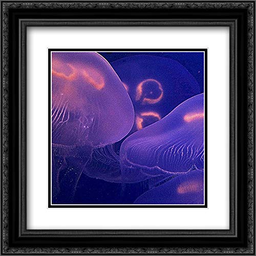 Rita Crane Jellyfish Dance II - 15x15 Black Ornate Framed Double Matted Museum Art Print - Wall Decor for Living Room, Bedroom & Office