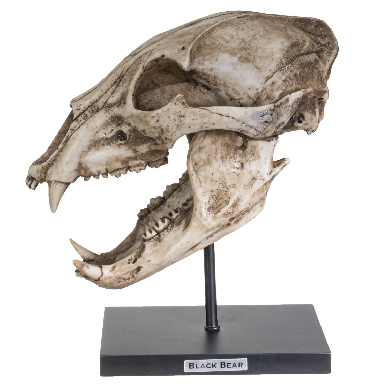 SUMMIT COLLECTION Polystone Resin Black Bear Skull Replica with Stand & Name Plaque - 10.75 Inch Home Decor Sculpture for Cabin, Hunting Lodge & Gothic Interior Design