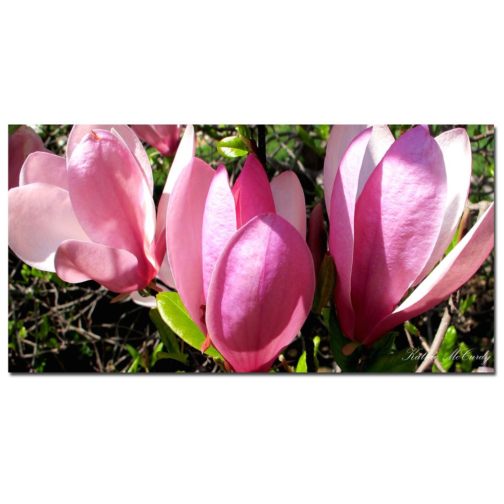 Trademark Art Magnolia Canvas Wall Art by Kathie McCurdy - 10x19 Inch Floral Home Decor for Living Room, Bedroom & Office